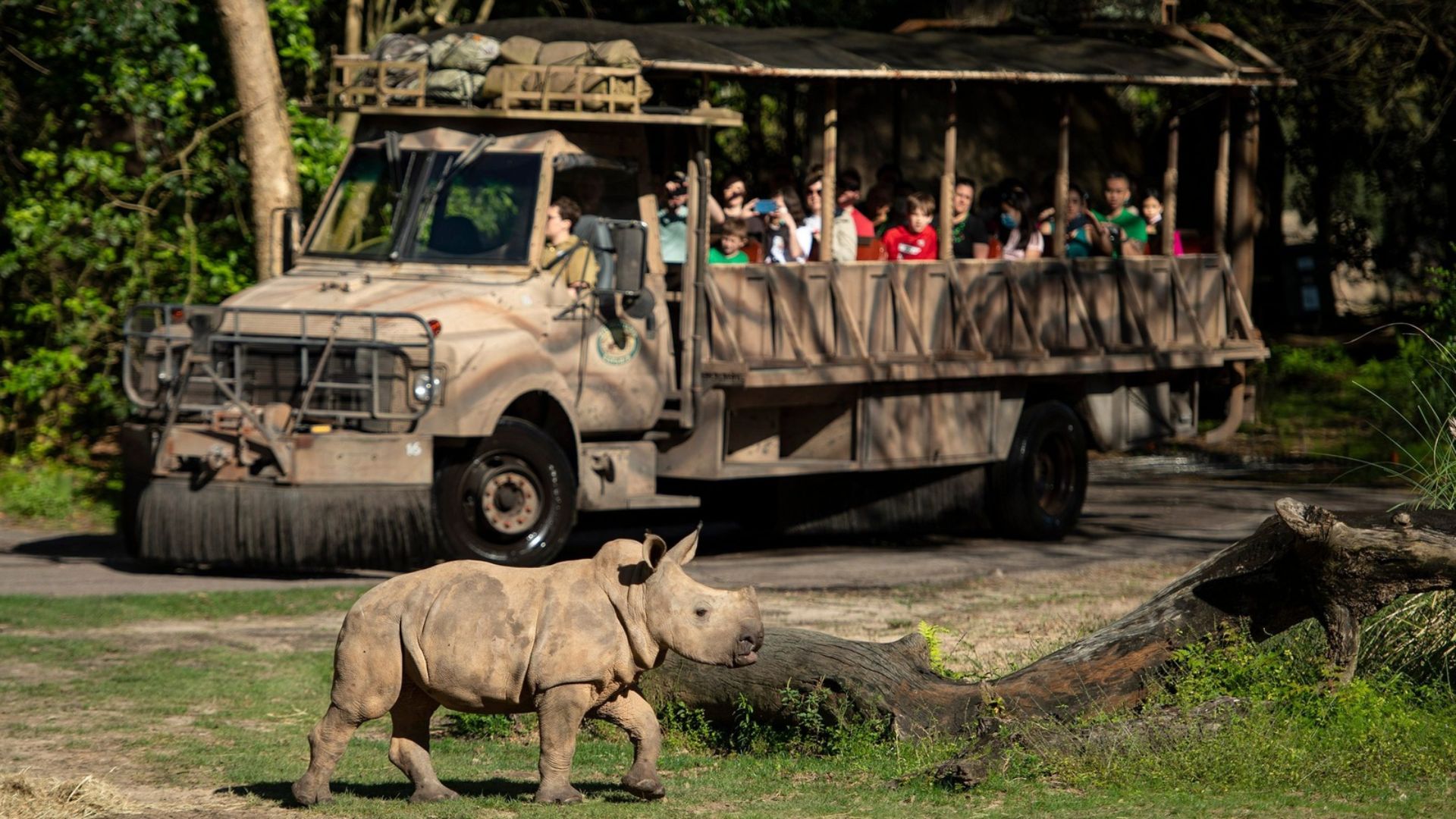 Kilimanjaro Safaris: Best Time to Ride