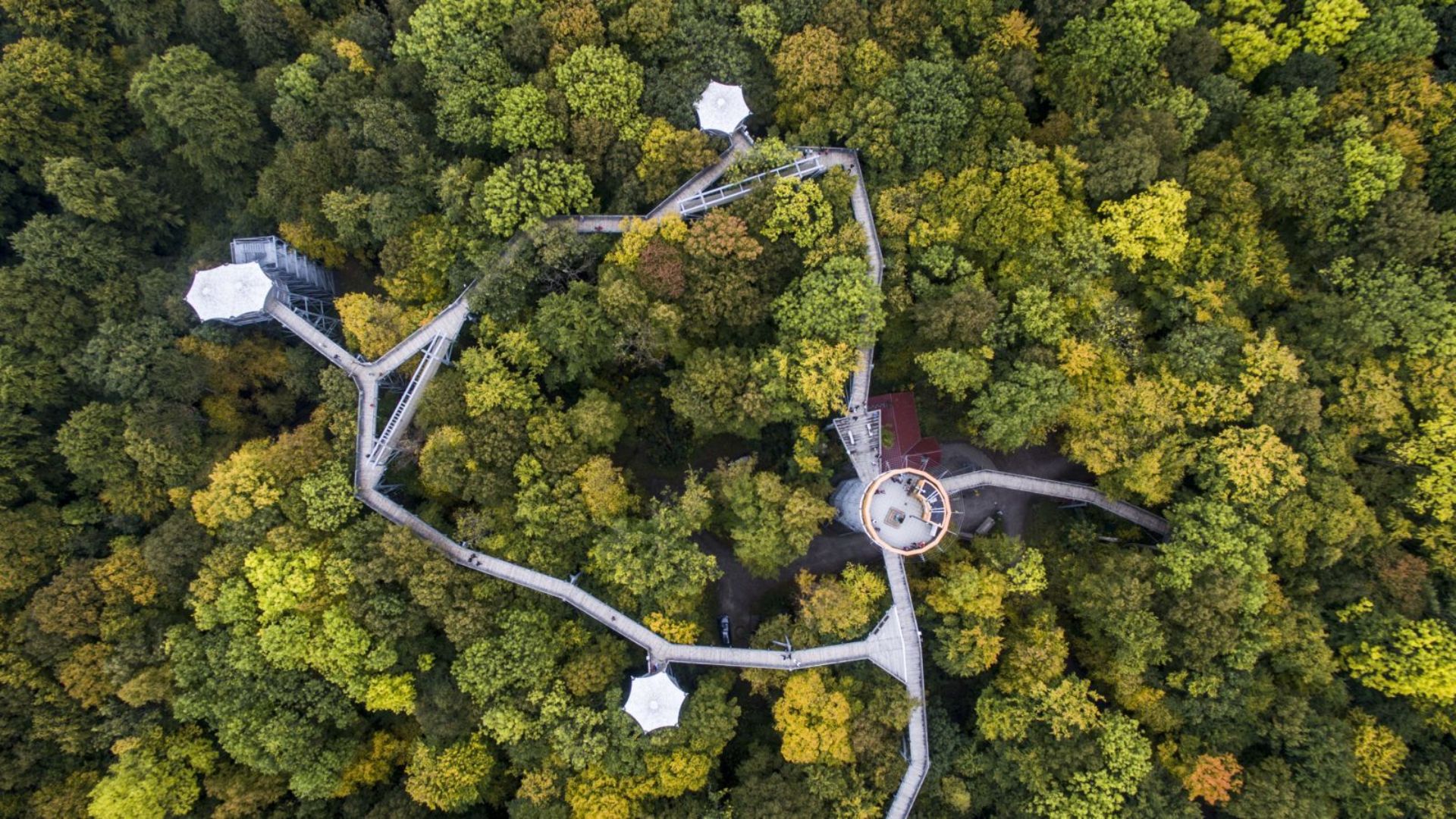 Aerial view of a lush green forest featuring a distinct circular path winding through the trees.