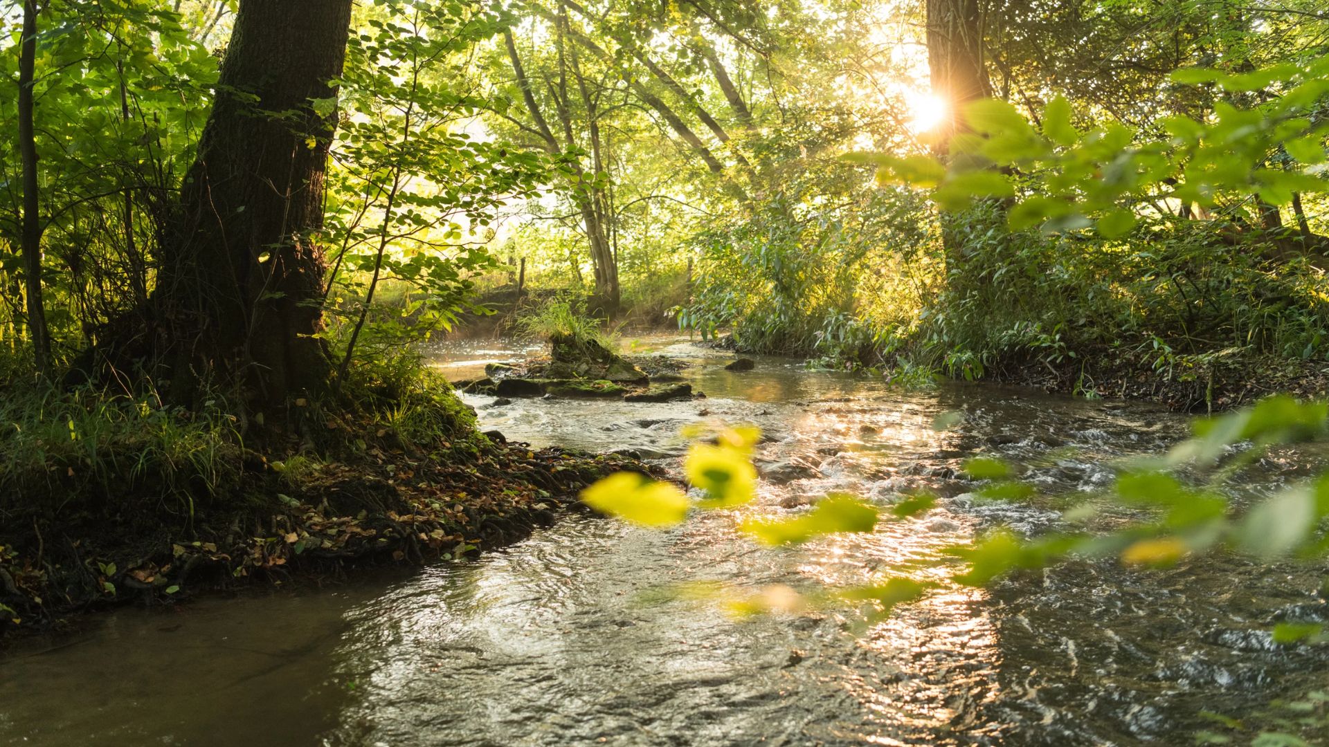 Visit Neanderthal Valley