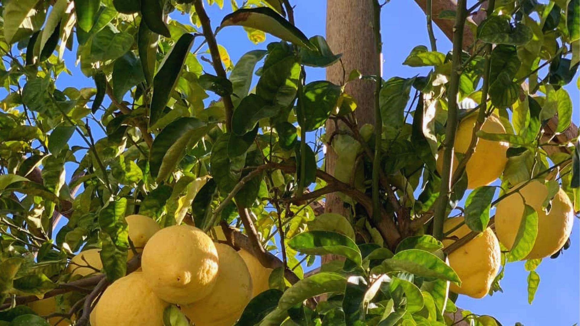 A lemon tree laden with ripe lemons, showcasing vibrant yellow fruit against lush green leaves.