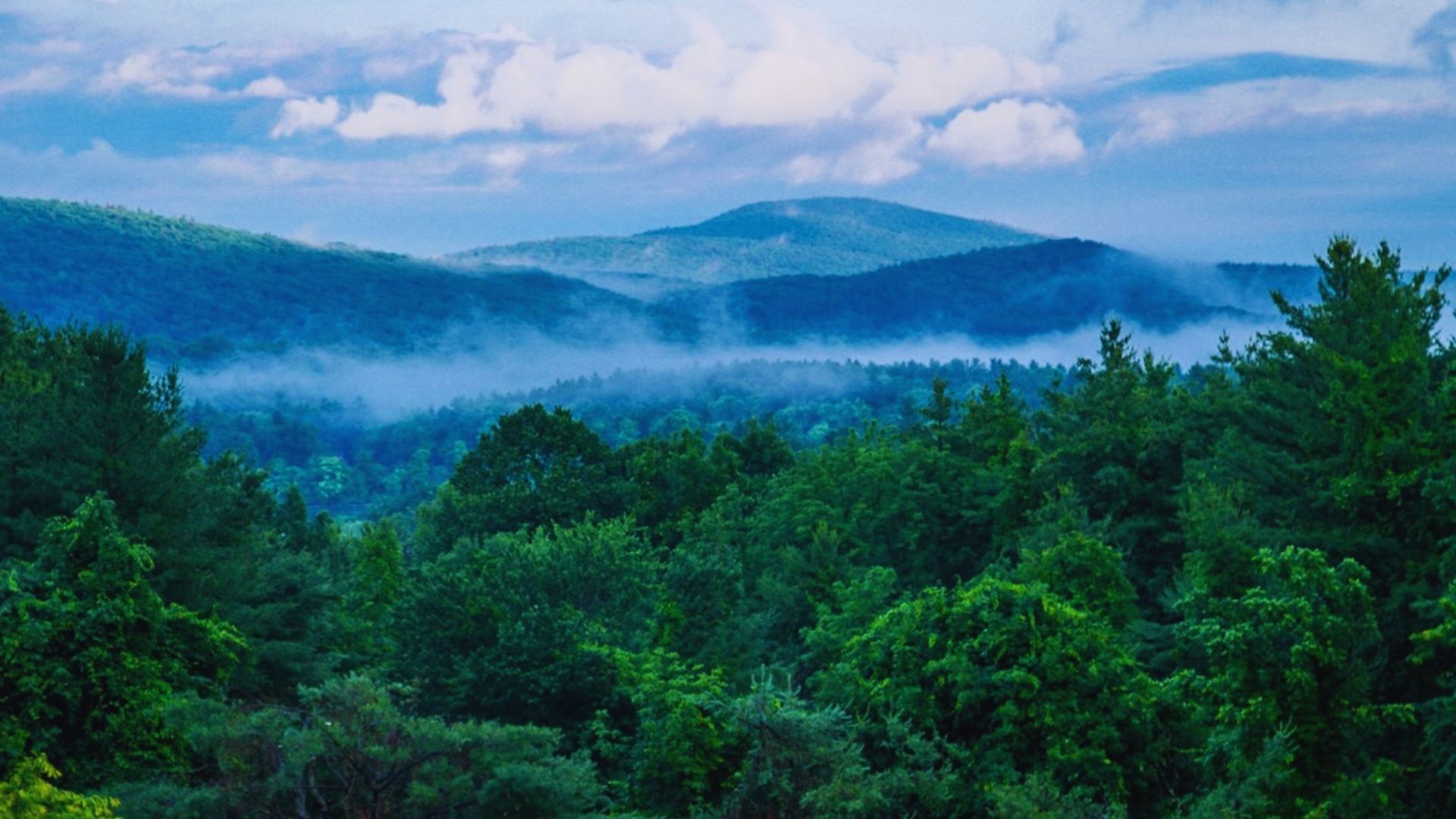 A serene view of fog-covered mountains and trees, creating a tranquil and mysterious landscape.