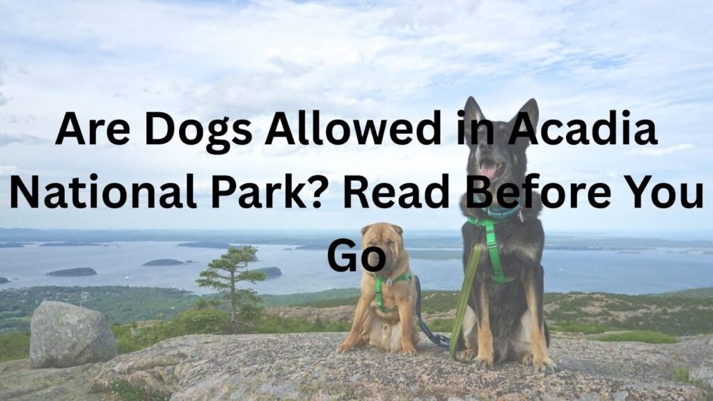 Are Dogs Allowed in Acadia National Park? Read Before You Go Are Dogs Allowed in Acadia National Park