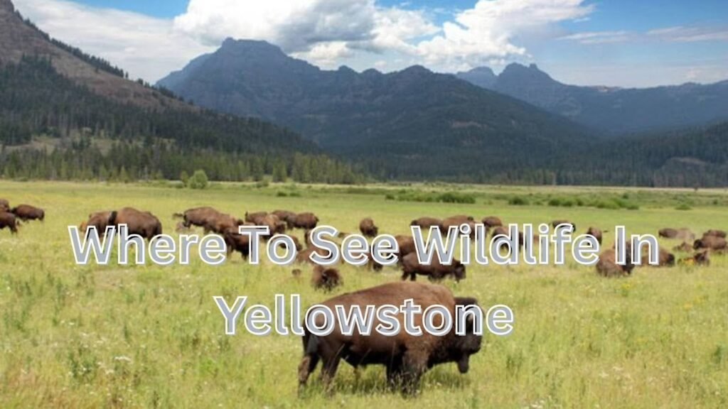 Best Places Where To See Wildlife In Yellowstone