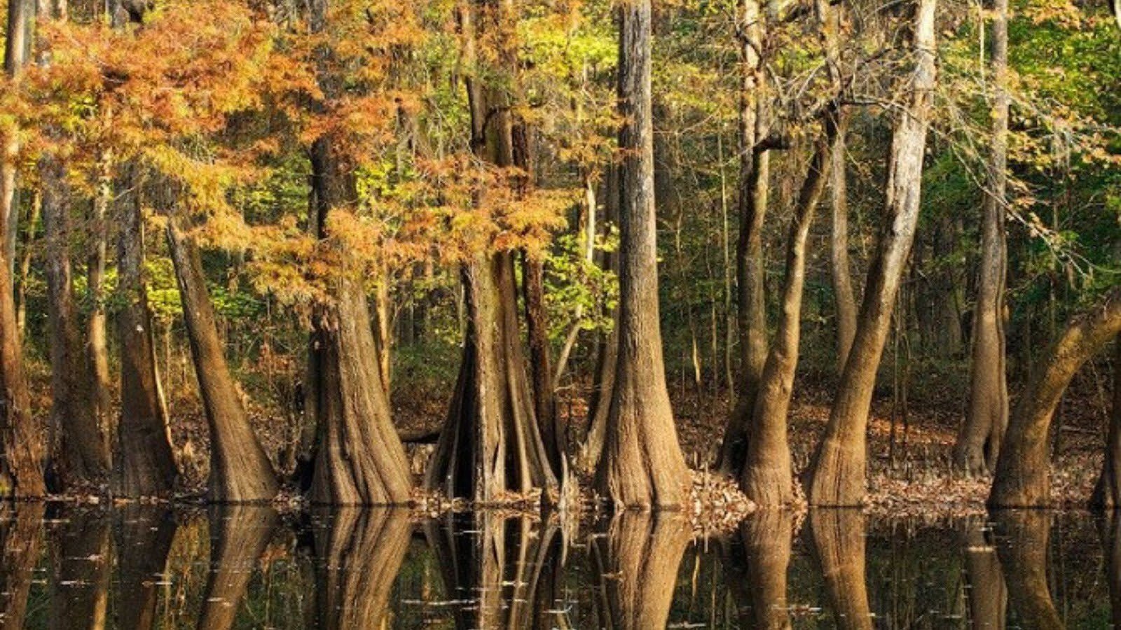 Experience the Fascinating Seasonal Floodplain