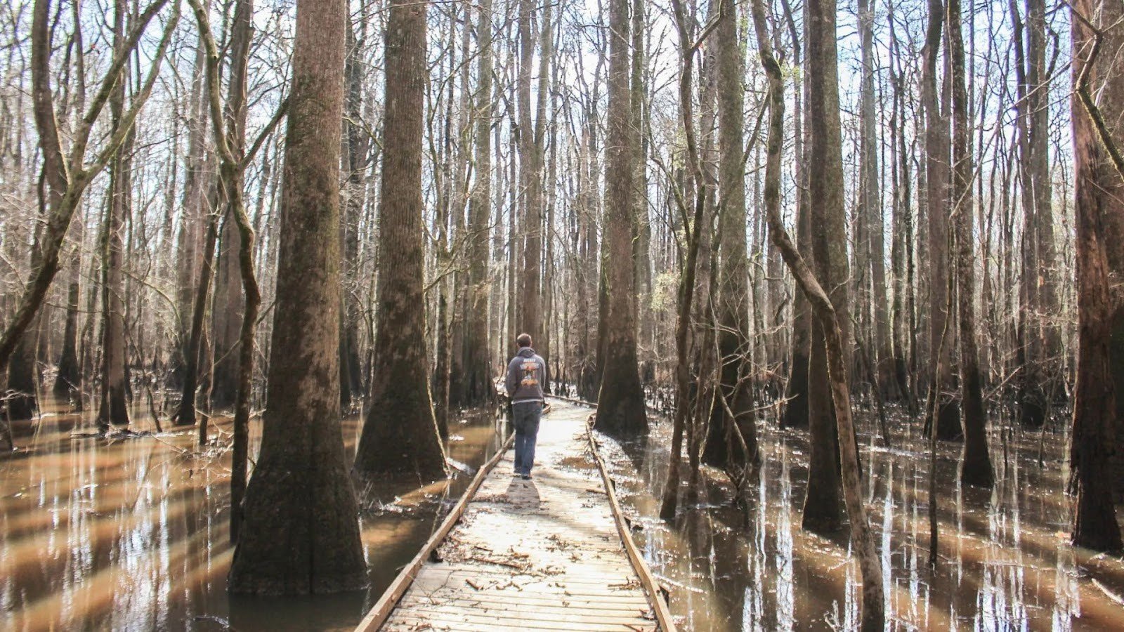 Home to Record-Breaking Champion Trees