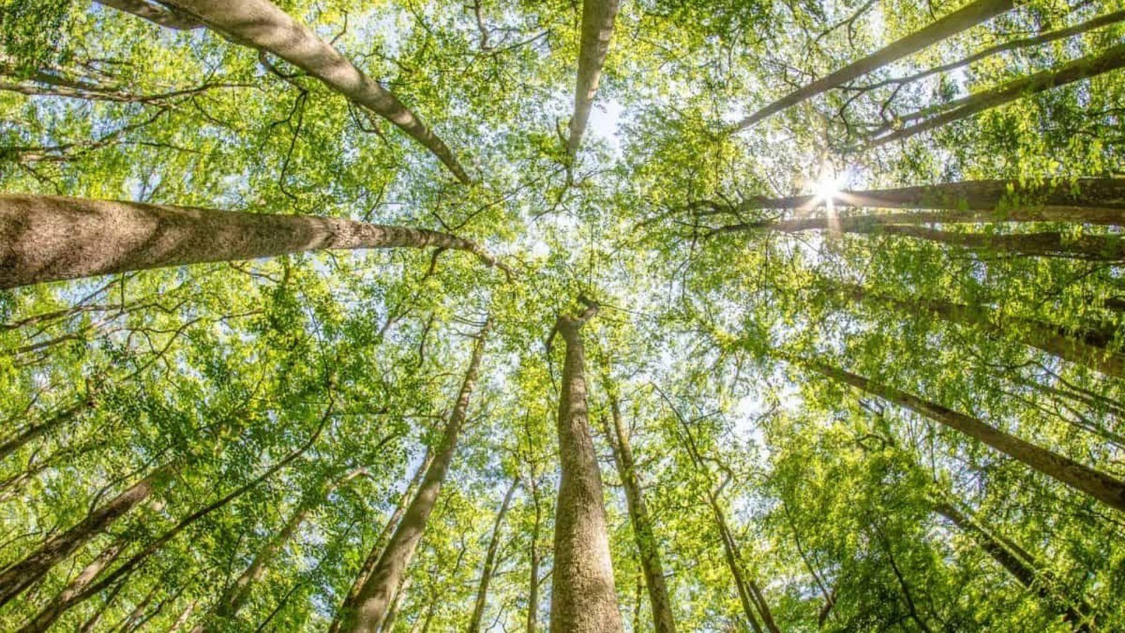 It's Completely Free to Visit