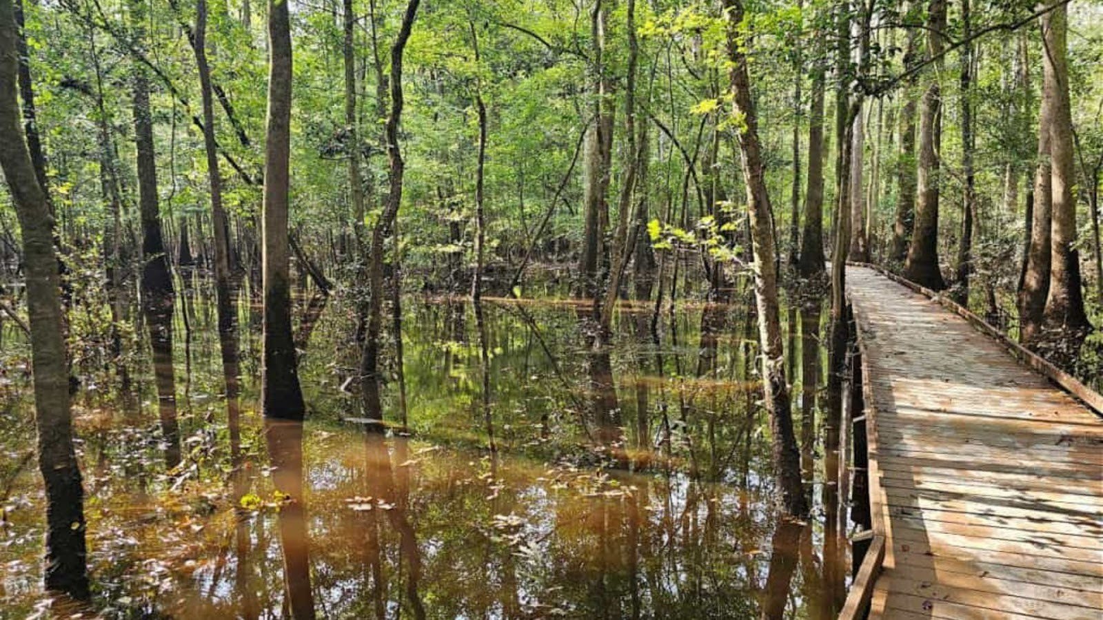 Plan Your Visit to Congaree National Park