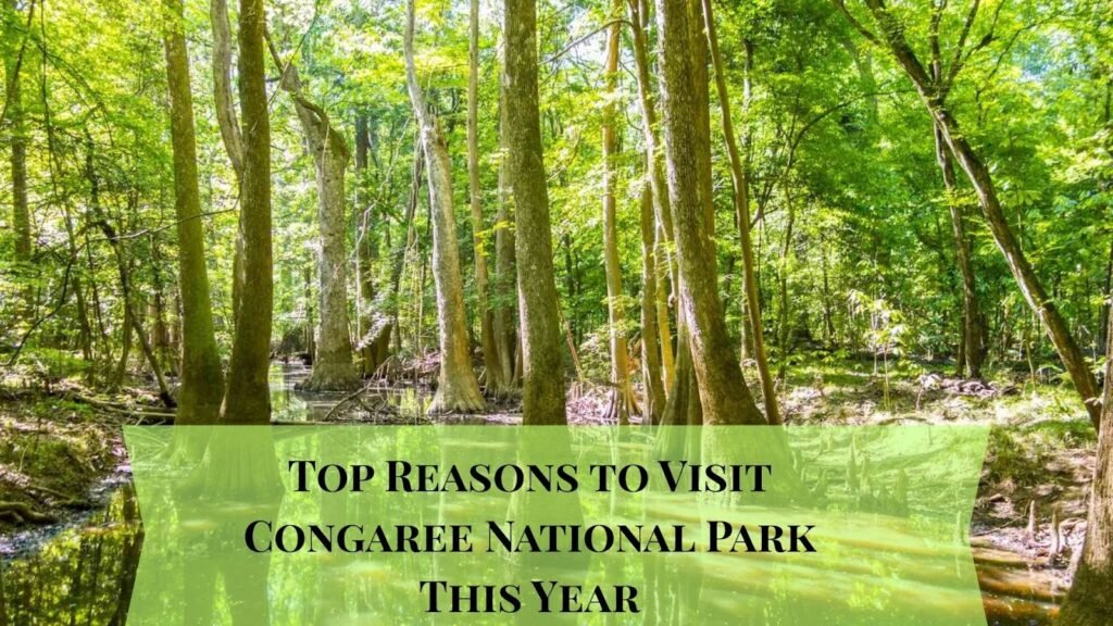 Top Reasons to Visit Congaree National Park This Year Top Reasons to Visit Congaree National Park This Year