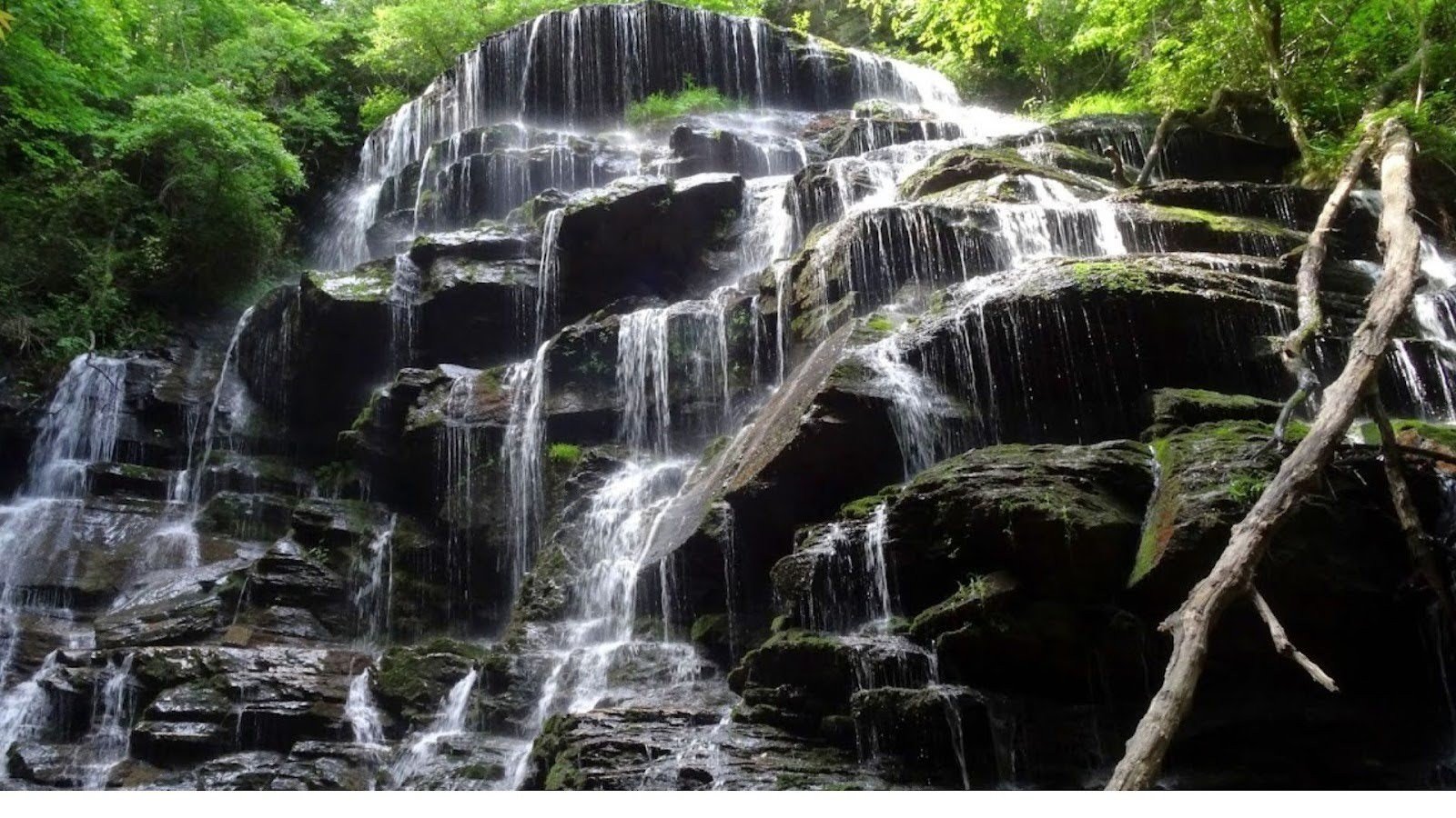 Where Is the Yellow Branch Falls Trail Located