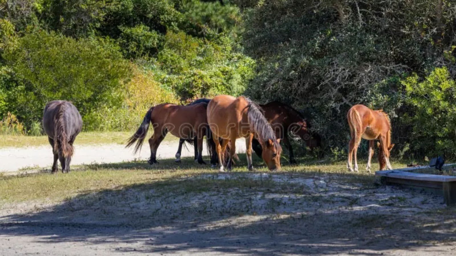 Wildlife & Relaxation