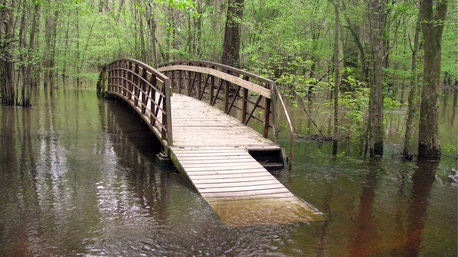 Witness the fascinating Firefly Synchrony