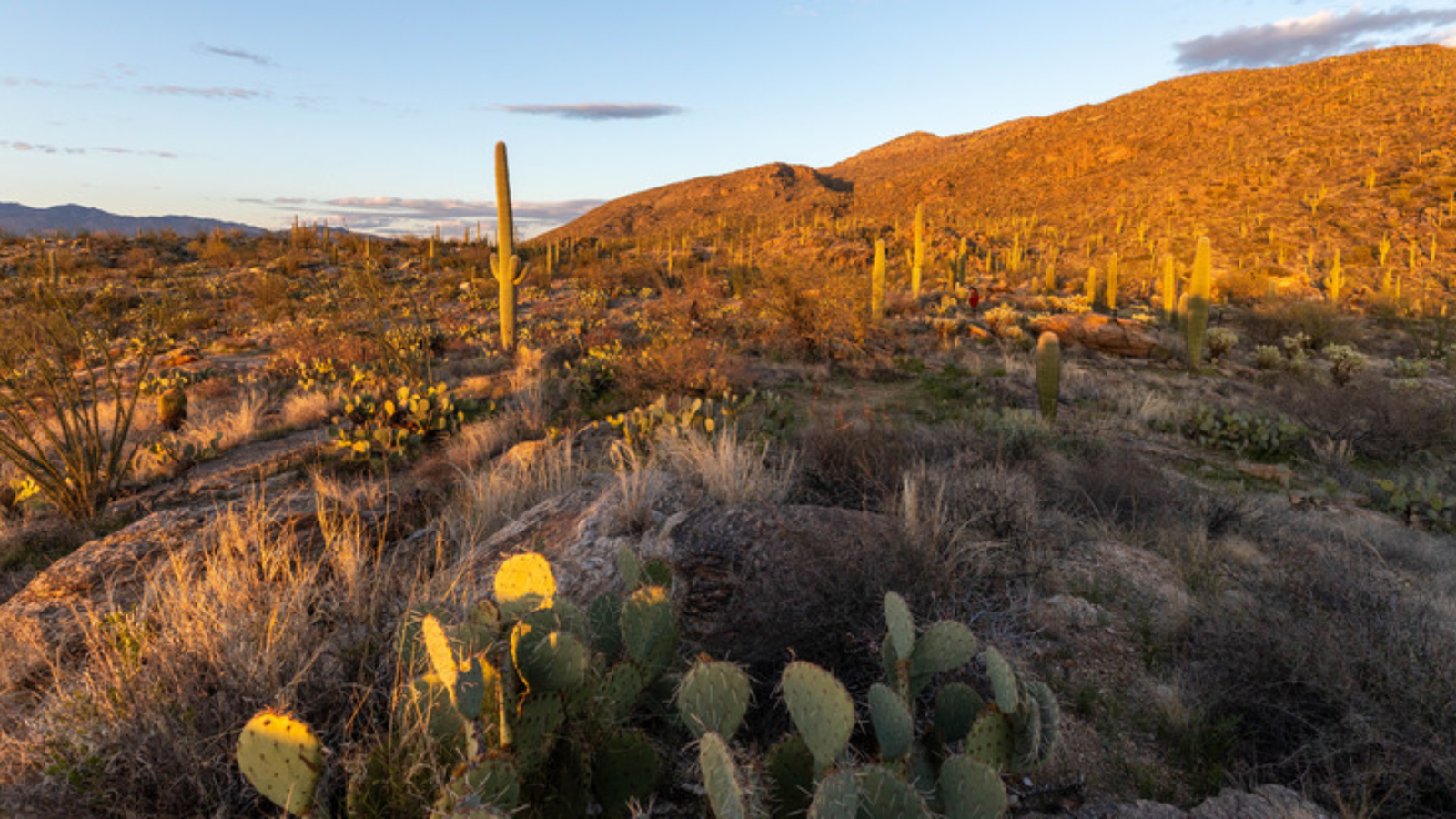 Mica View Picnic Area