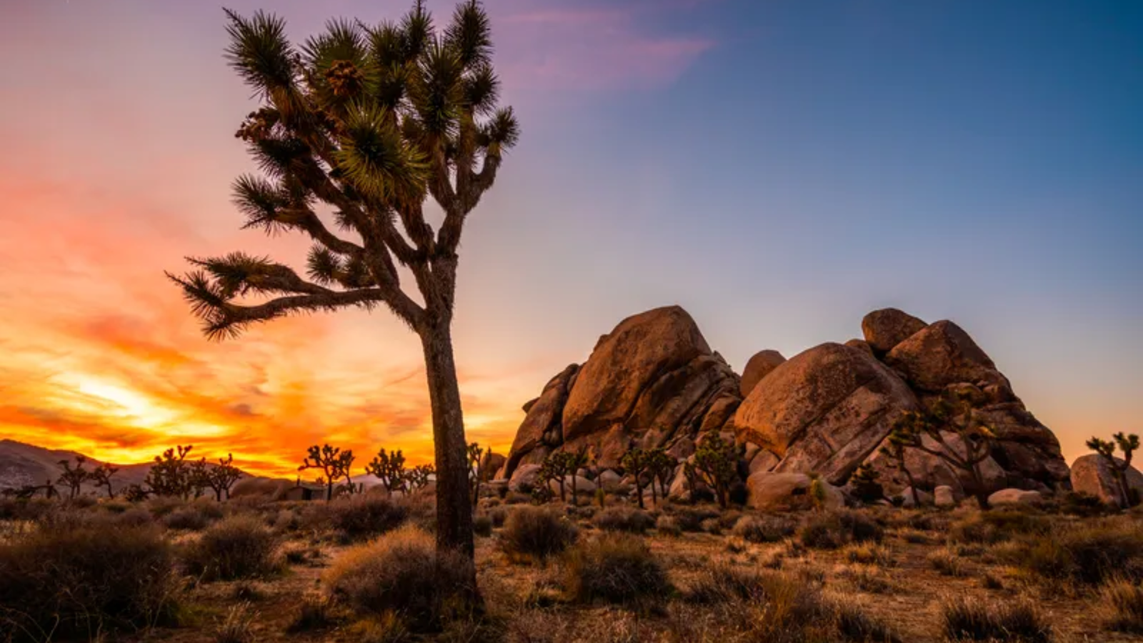 Joshua Tree, California