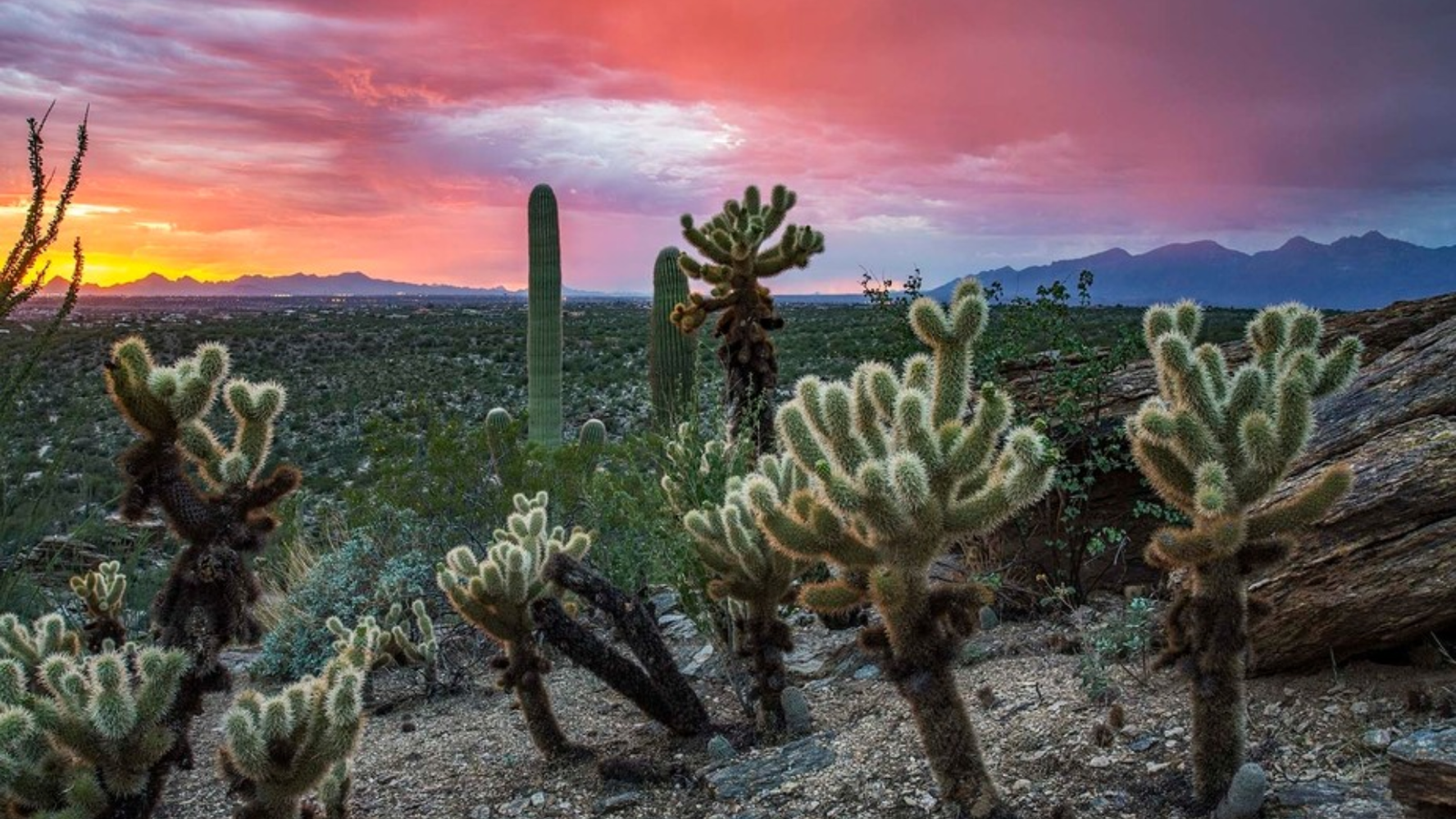 Tanque Verde Ridge Trail (Top Pick)