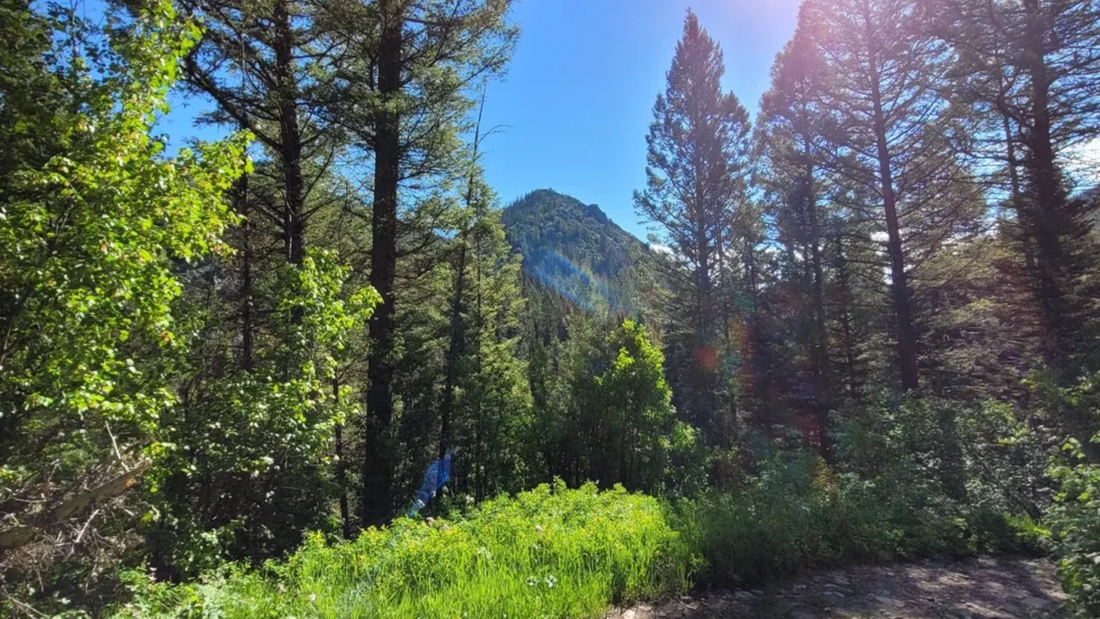 Birdhouse Trail from Victor