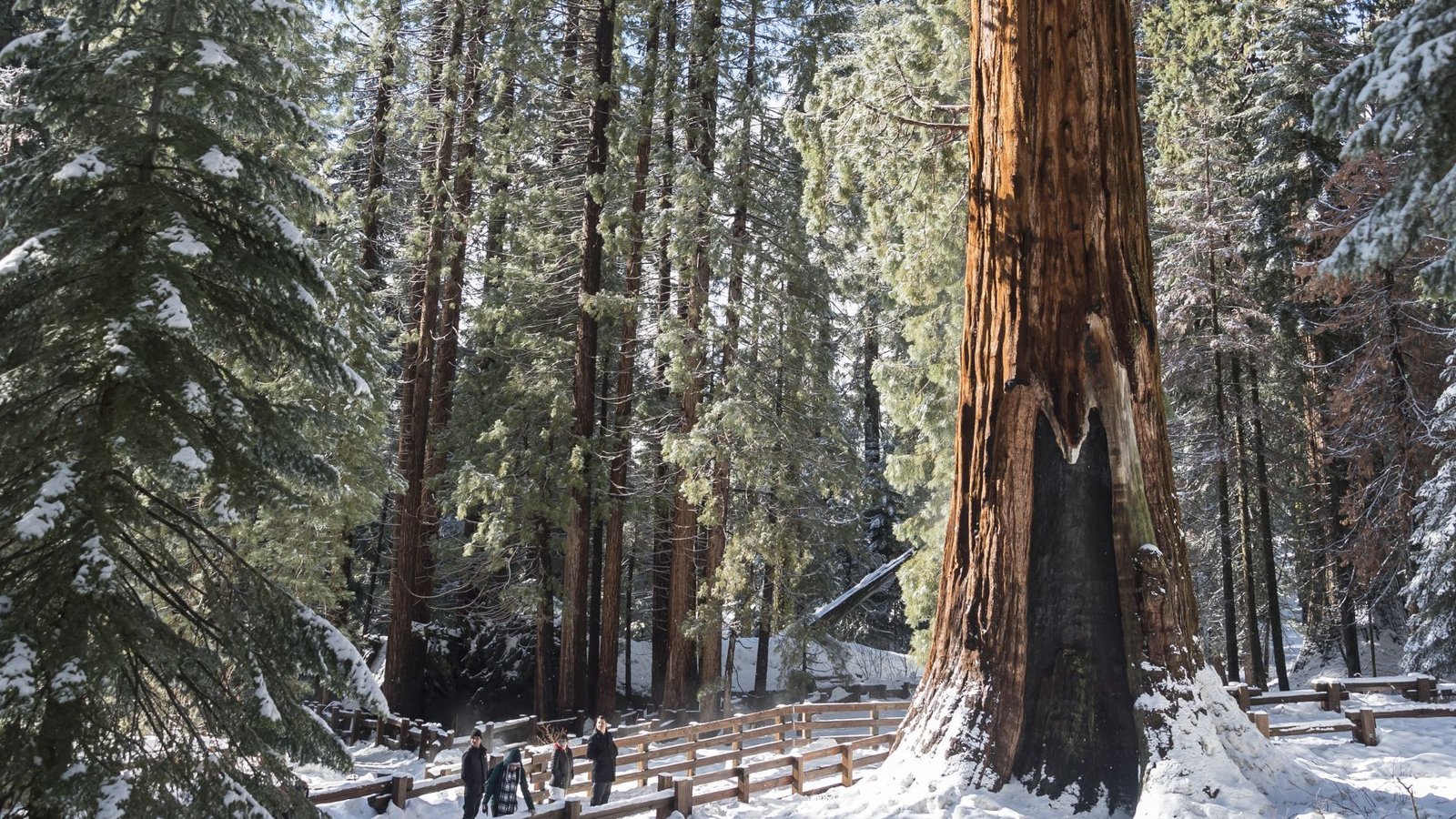 Understanding Sequoia & Kings Canyon National Parks