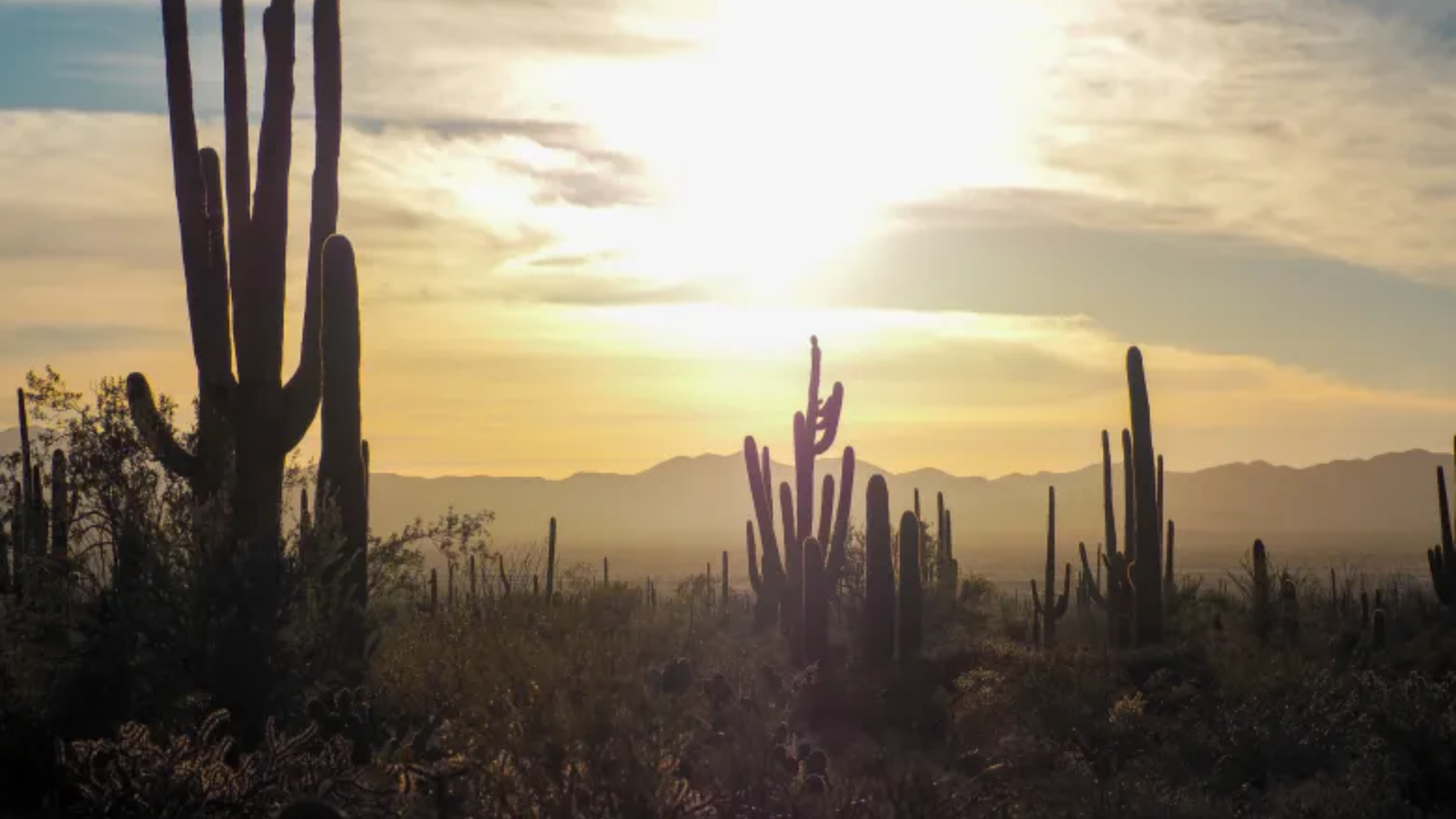 Desert Discovery Nature Trail