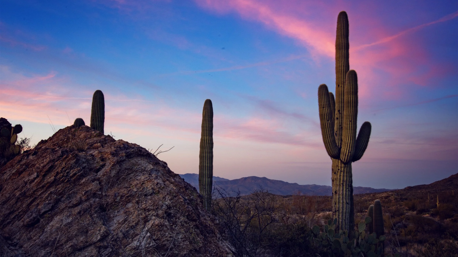 Cactus Forest Loop Drive Pullouts
