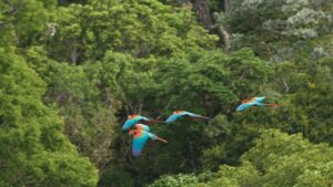 Tour the Amazon Rainforest