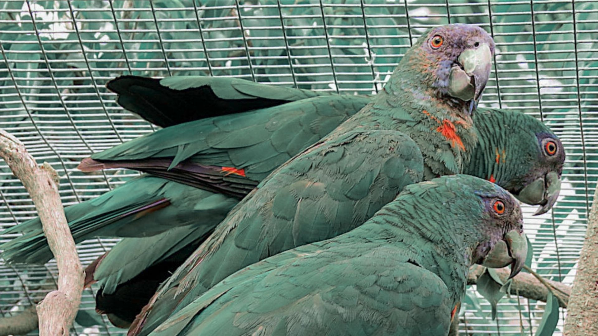 Seek Out Rare Parrots