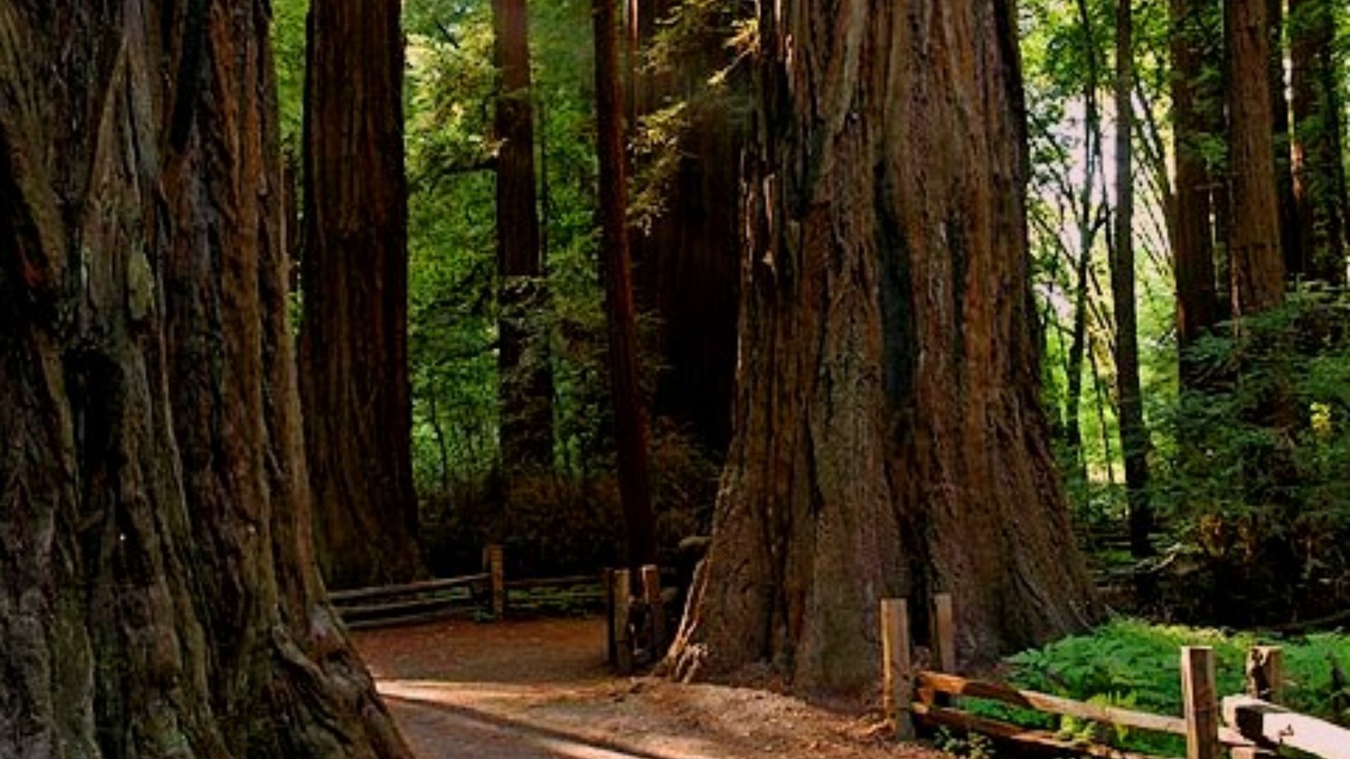 Santa Cruz Mountains Redwoods