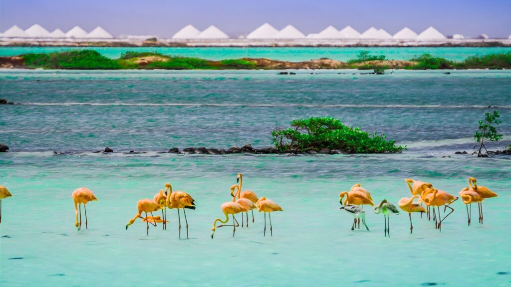 Things To Do In Bonaire