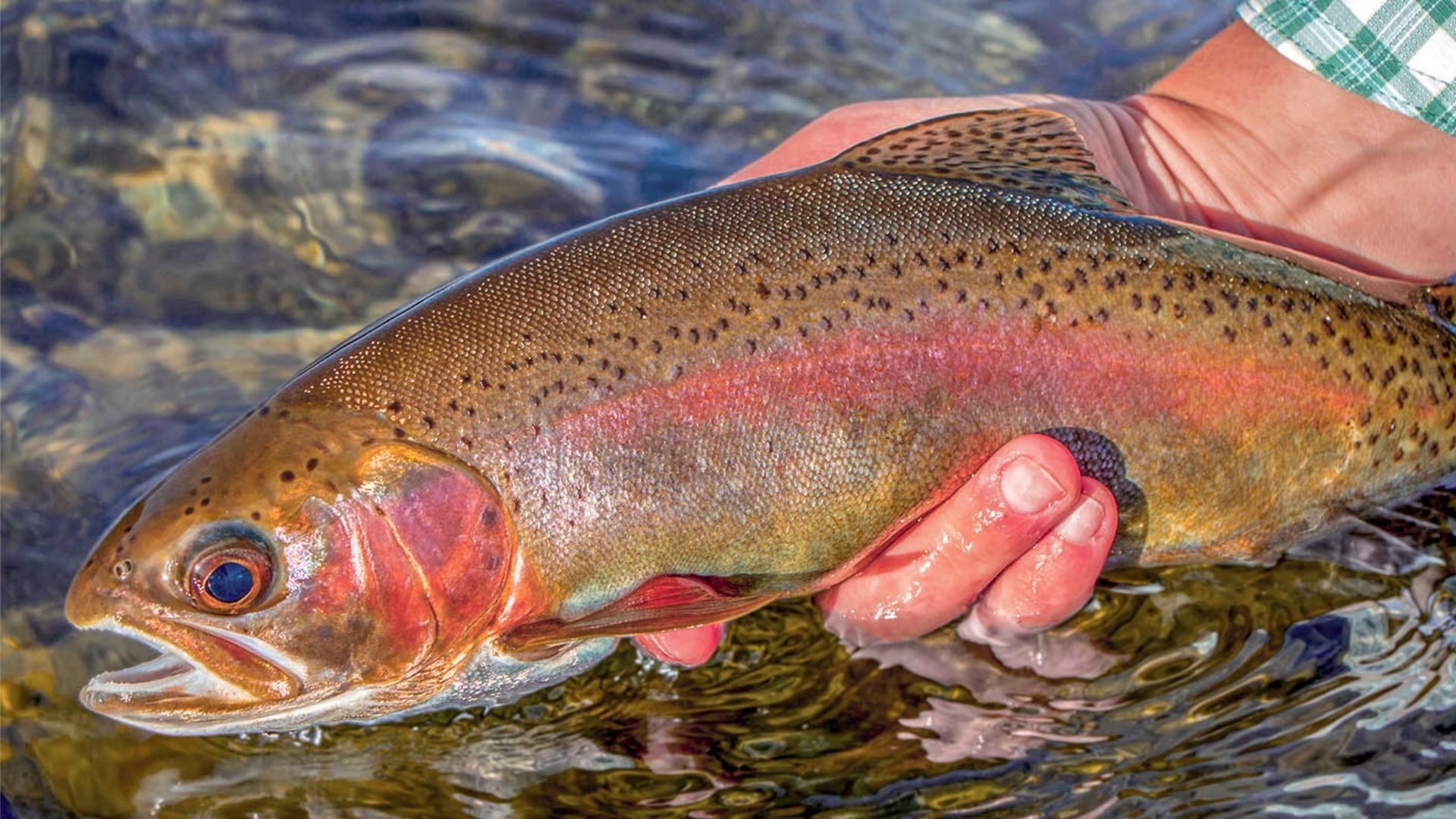 Go Fishing at Lake Arrowhead
