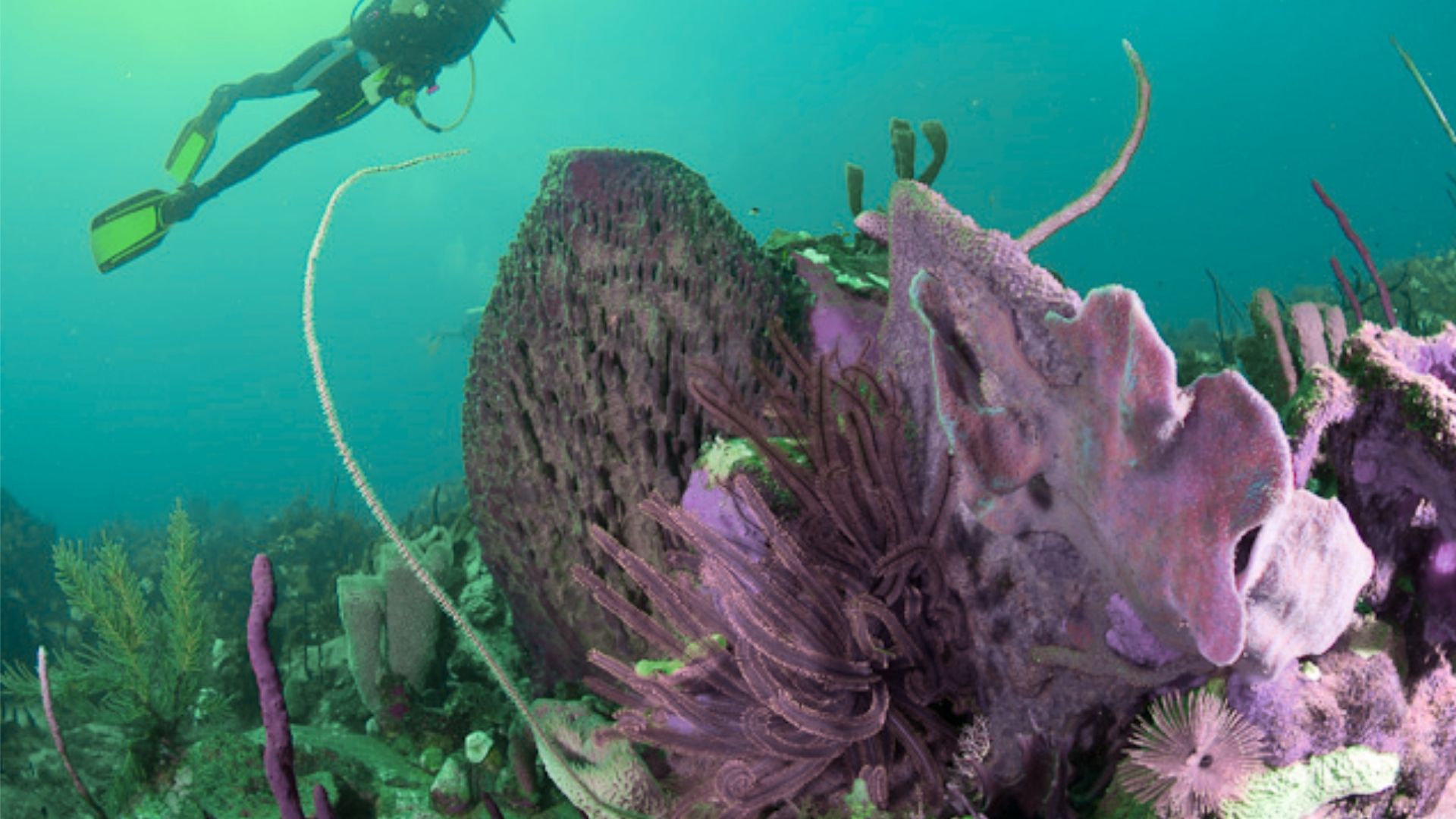 Scuba Dive in Soufriere Scotts