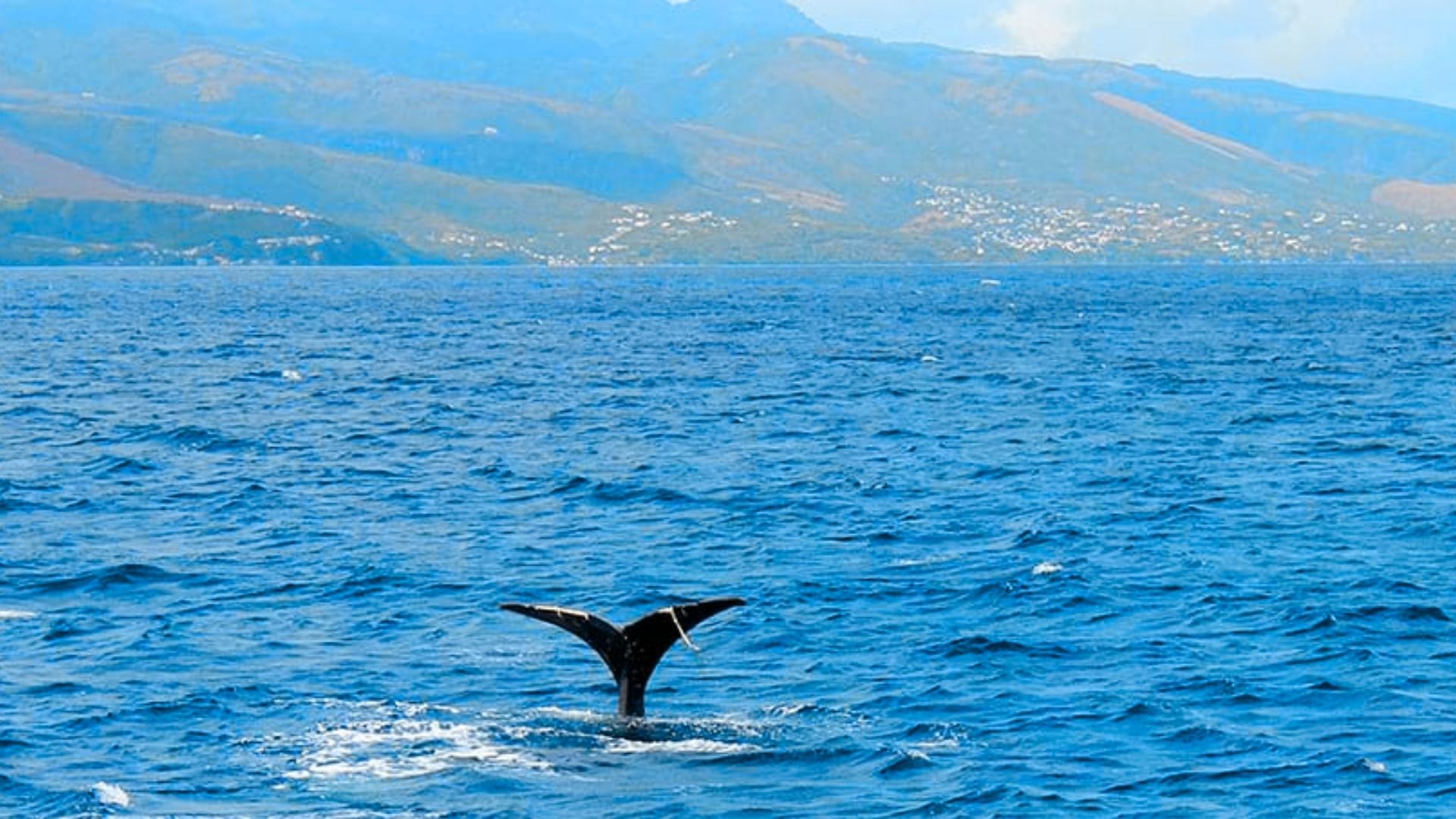 Go Whale and Dolphin Watching