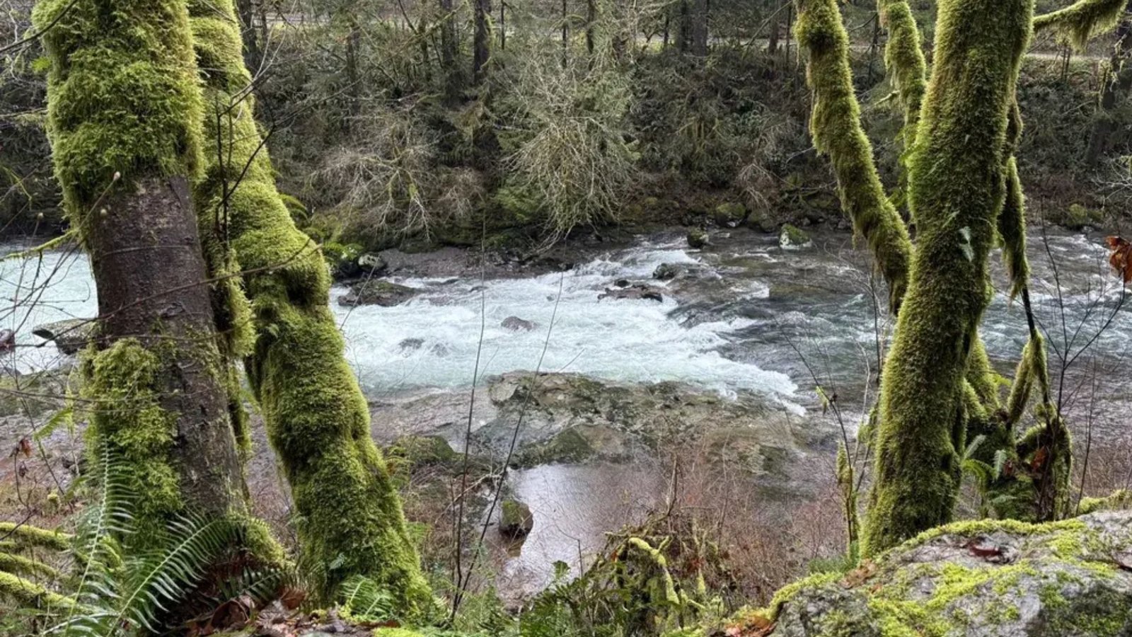 East Fork Lewis River Trail