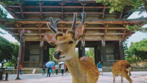 Nara Day Trip