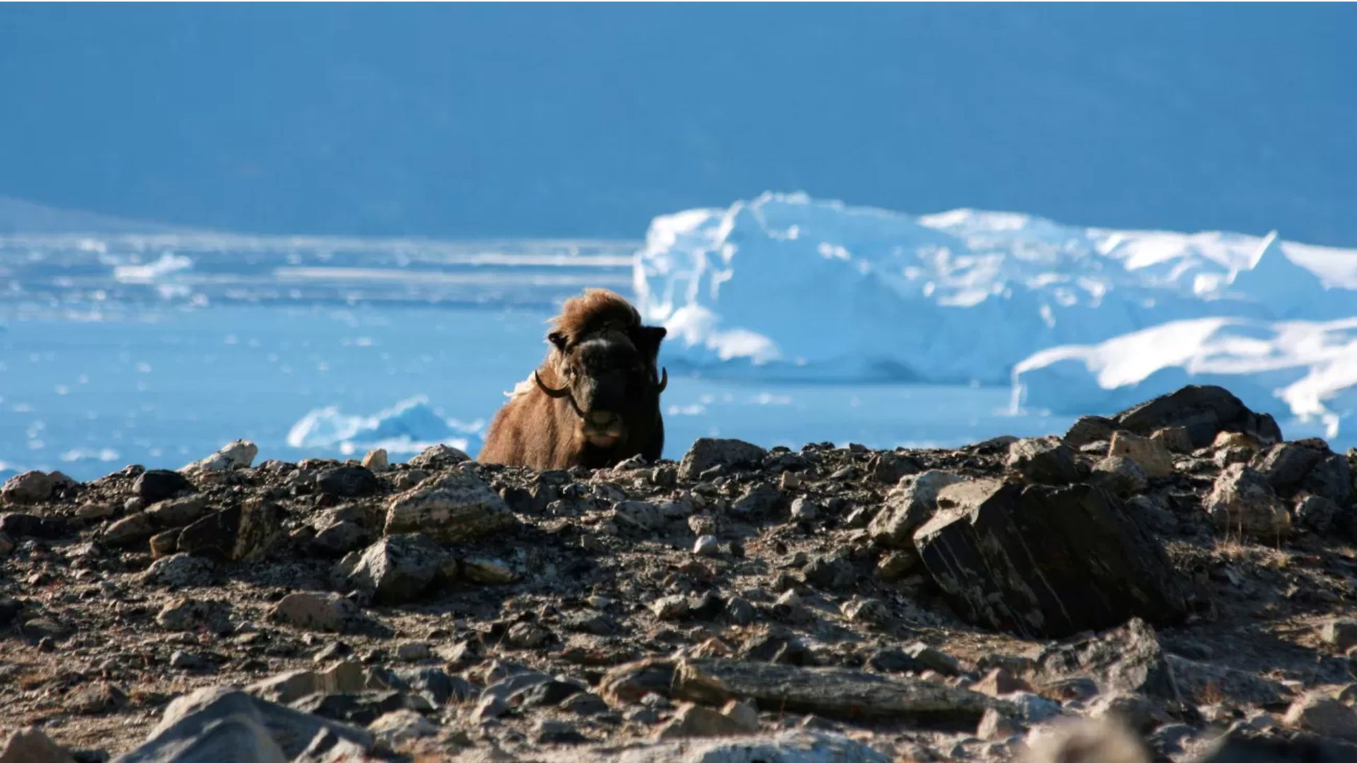 Best Time to Visit Greenland for Wildlife