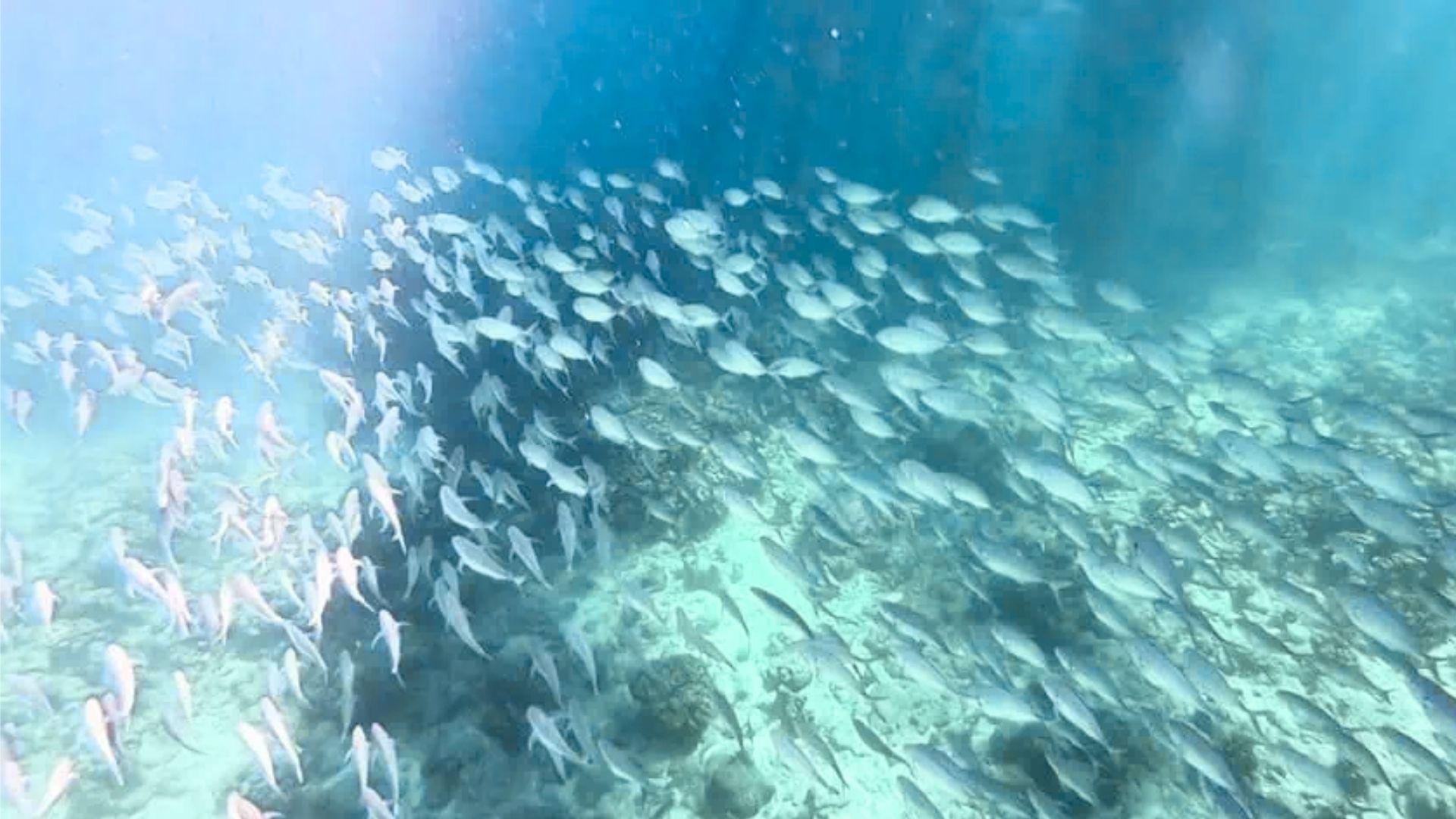 Snorkel at Salt Pier