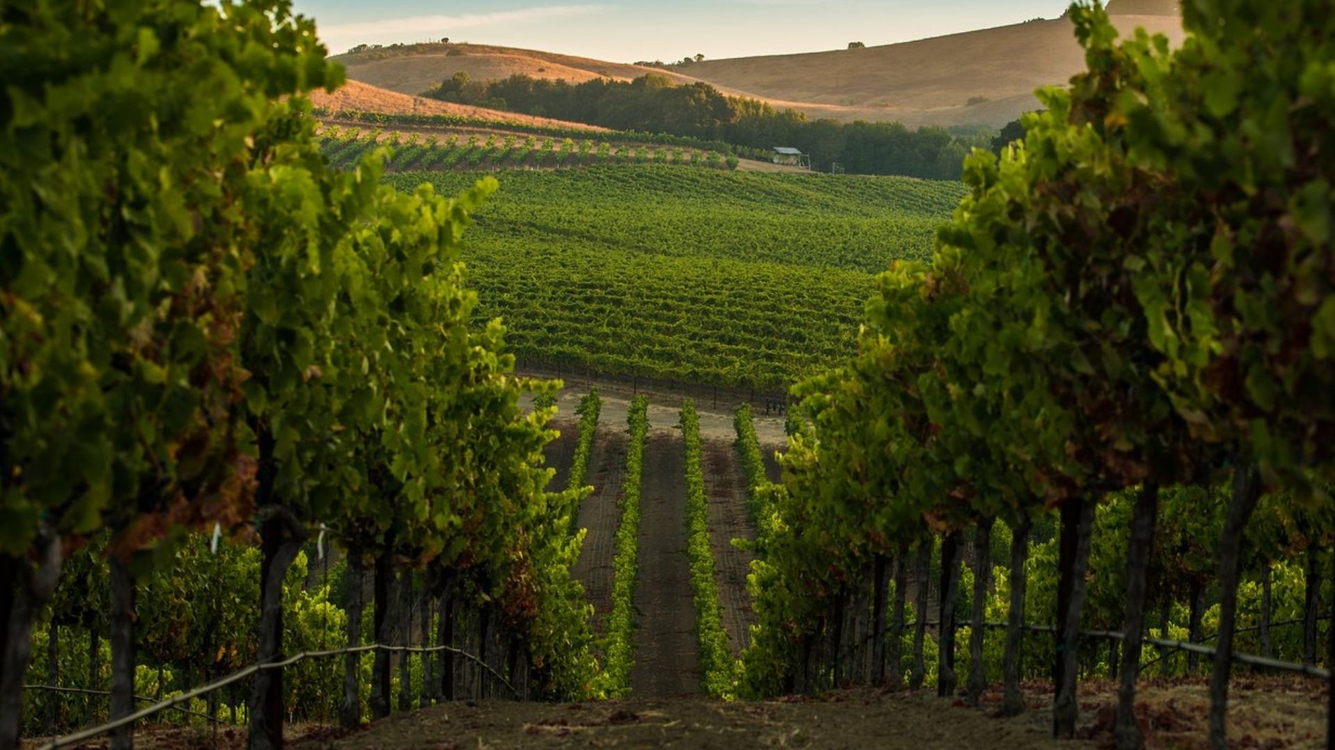 Napa Valley