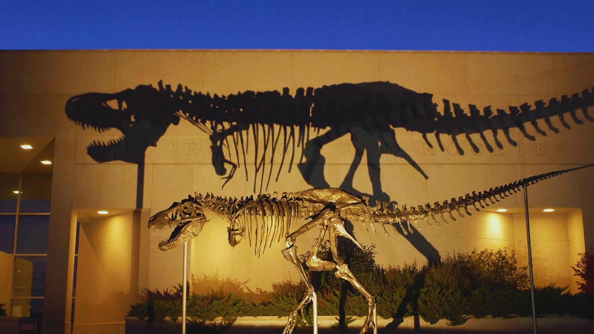 A dinosaur skeleton displayed prominently in front of a large building, showcasing its impressive size and structure.