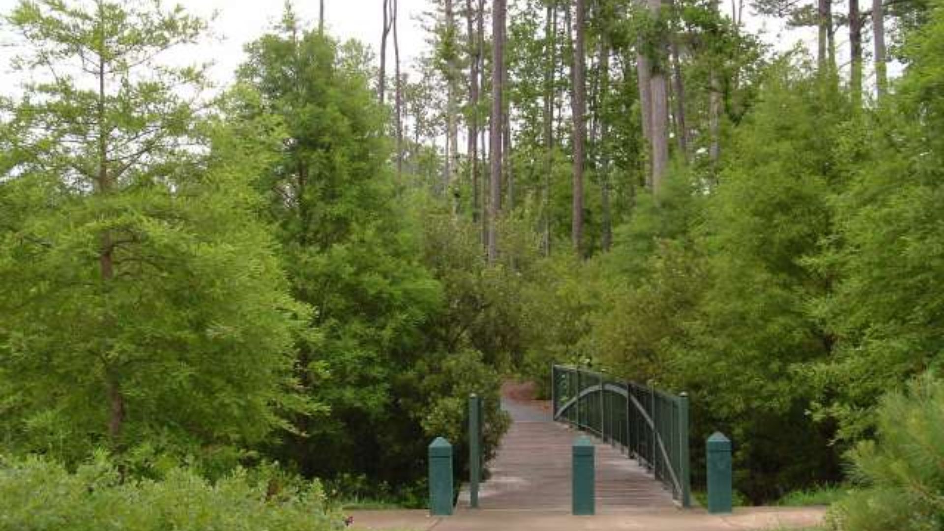 . A wooden bridge spans a forest clearing, surrounded by tall green trees and dappled sunlight filtering through the leaves.