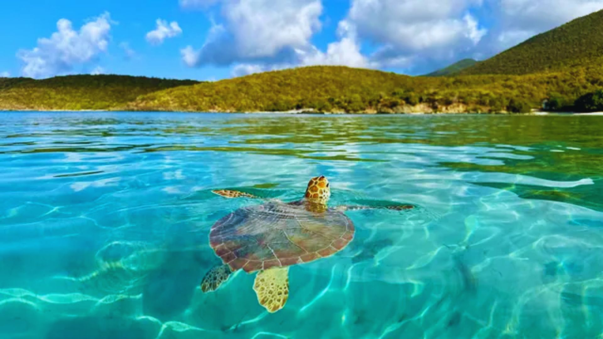 Visit Maho Bay for Sea Turtles
