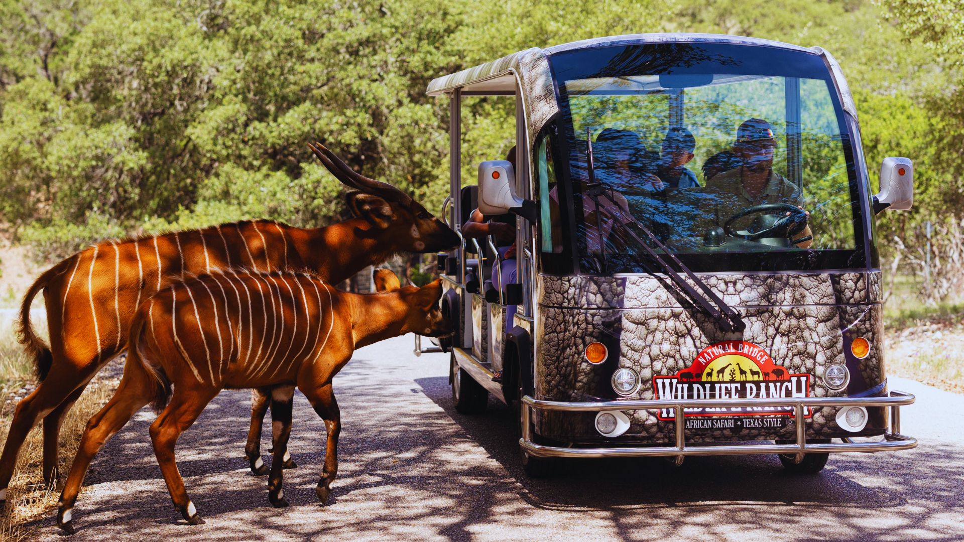 Experience Natural Bridge Wildlife Ranch