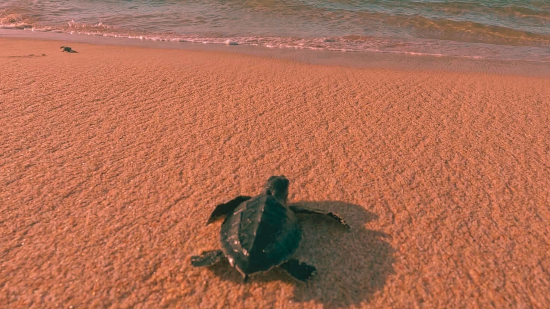 Adventurous Things To Do in Todos Santos
