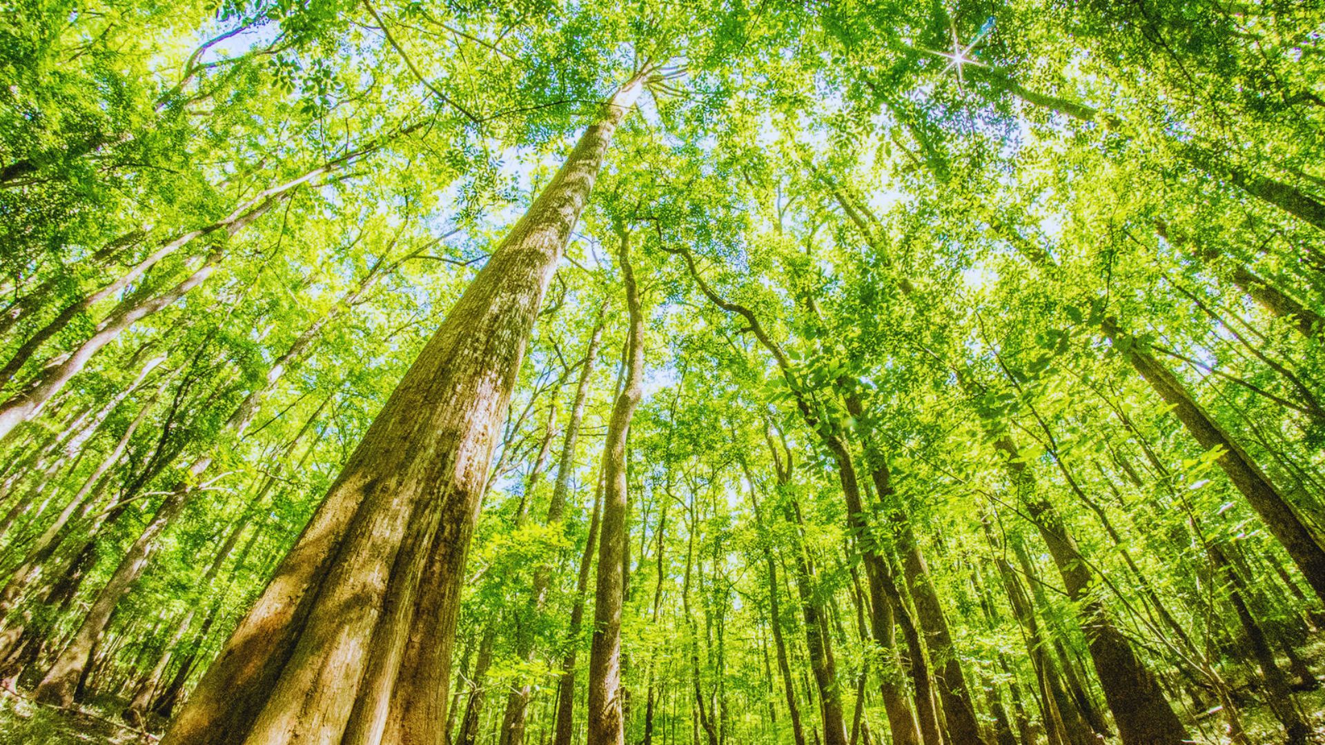 Best Things to Do When You Visit Congaree National Park