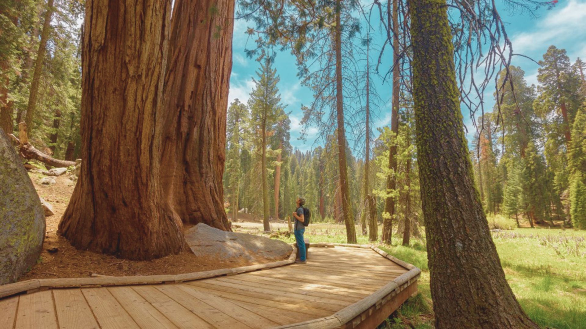 Understanding Sequoia & Kings Canyon National Parks