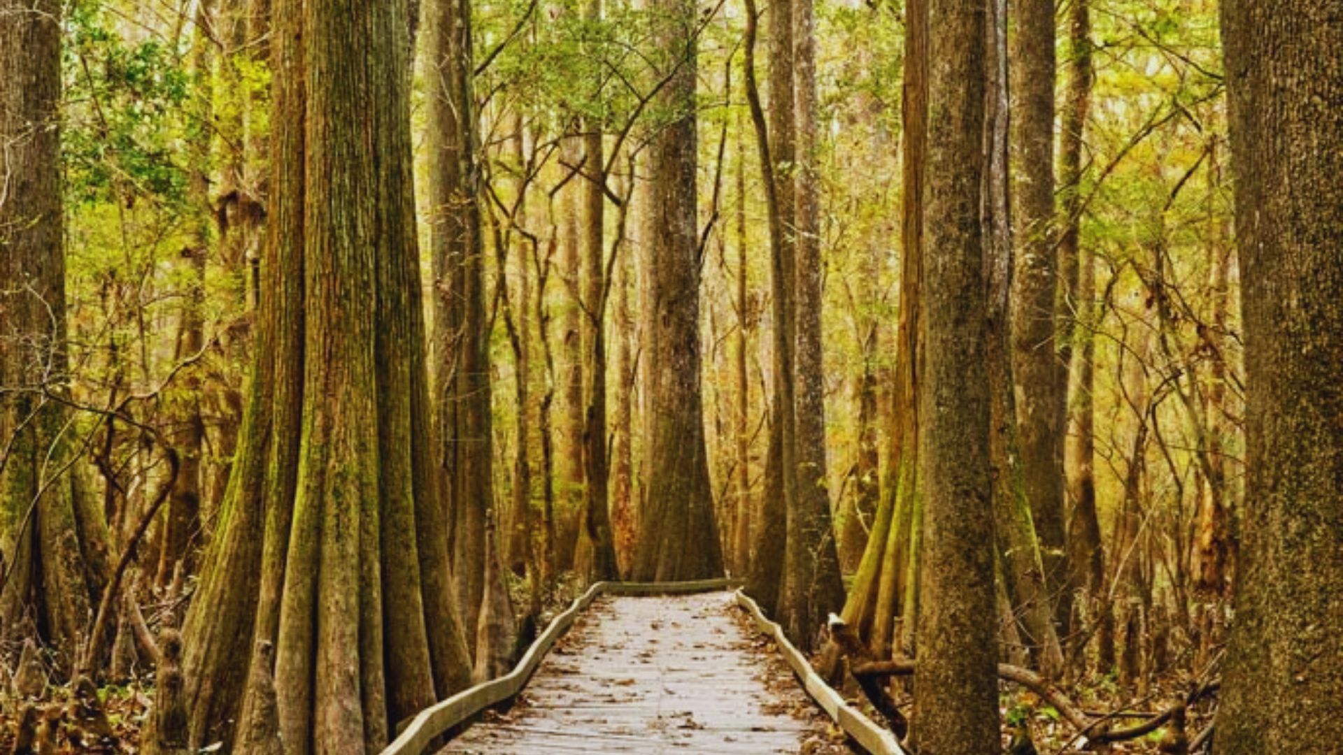 Boardwalk Loop Trail