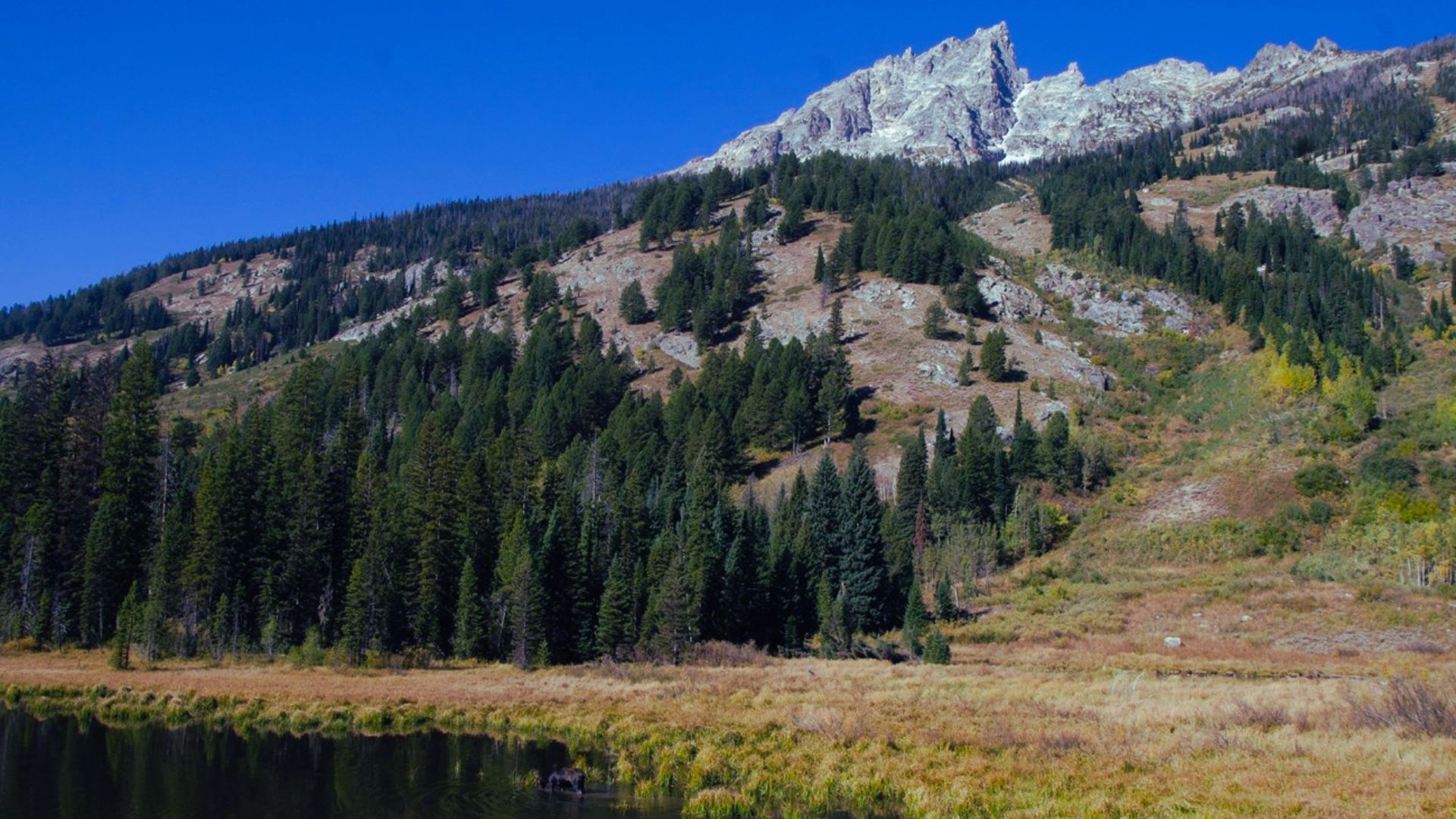 14. Moose Ponds Trail