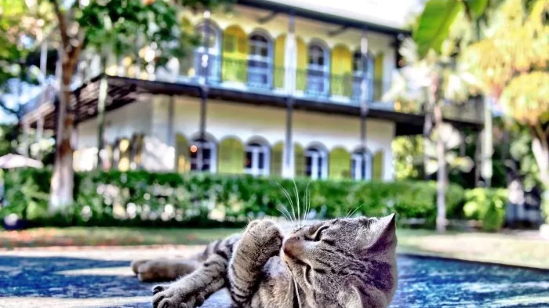 A cat resting on the ground in front of a house, enjoying the sunlight and surroundings.