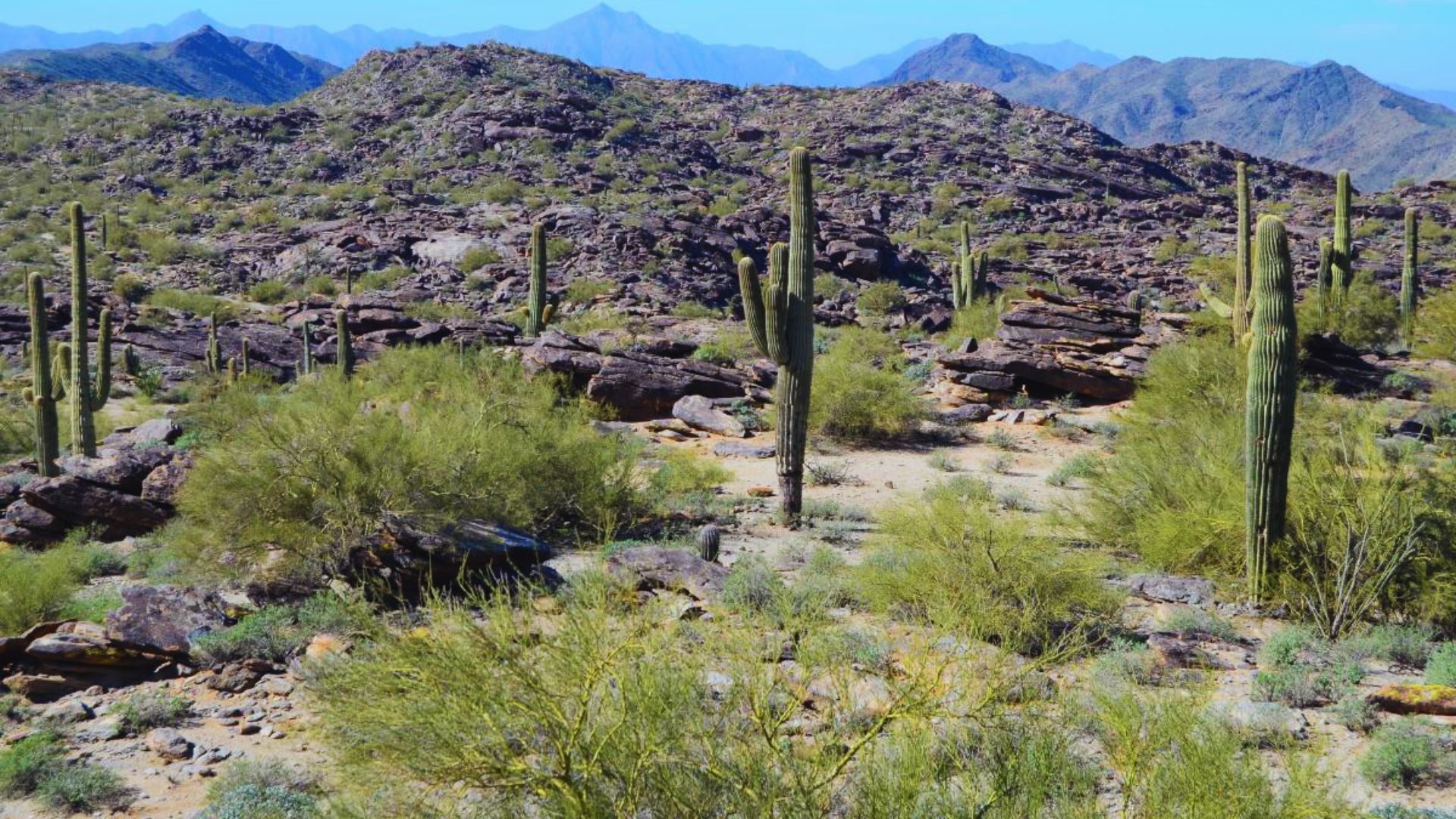 A saguaro cactus stands in the foreground with mountains rising majestically in the background.