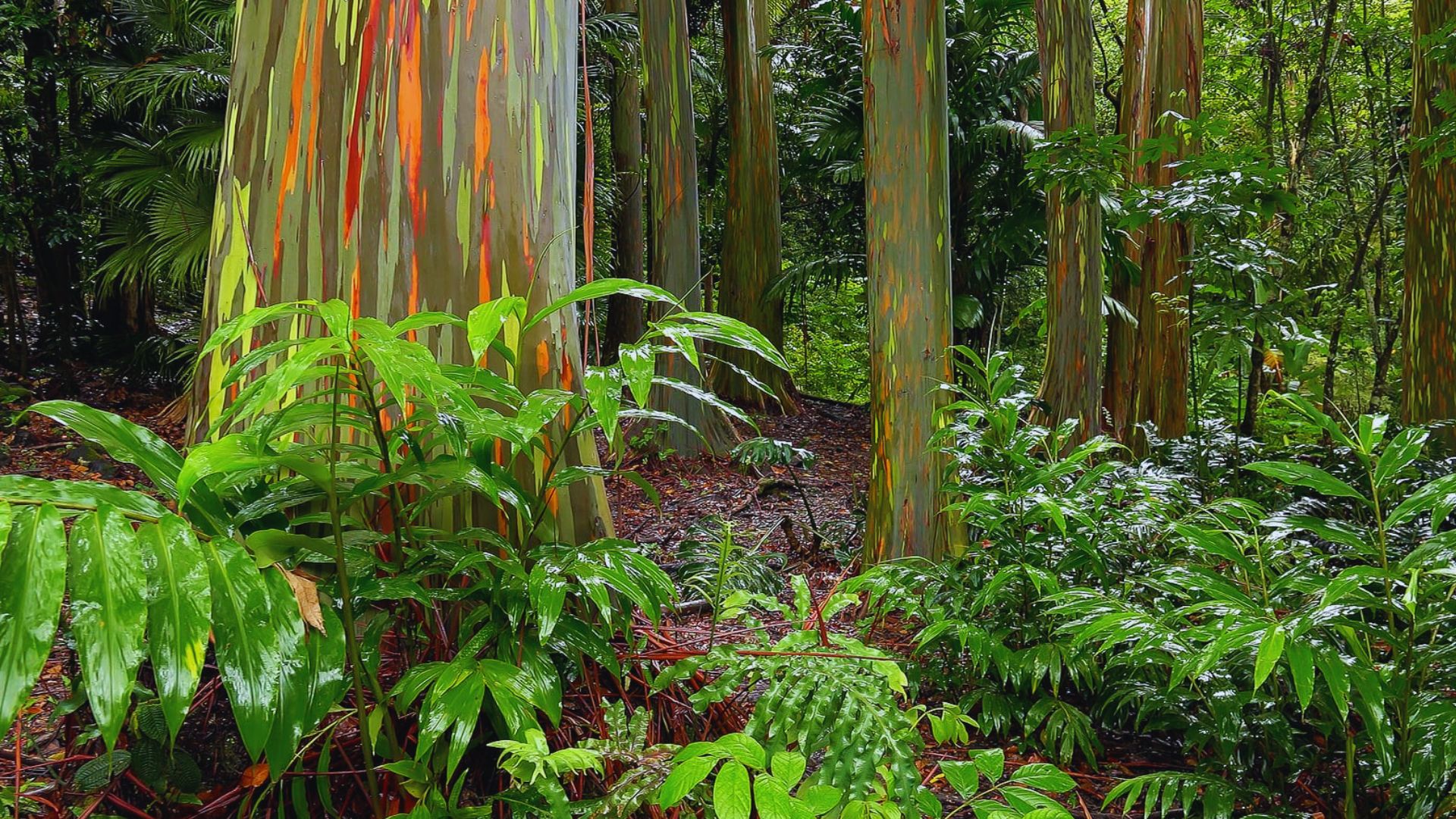 Vibrant rainbow eucalyptus trees stand tall in a lush rainforest, showcasing their colorful bark amidst dense greenery.