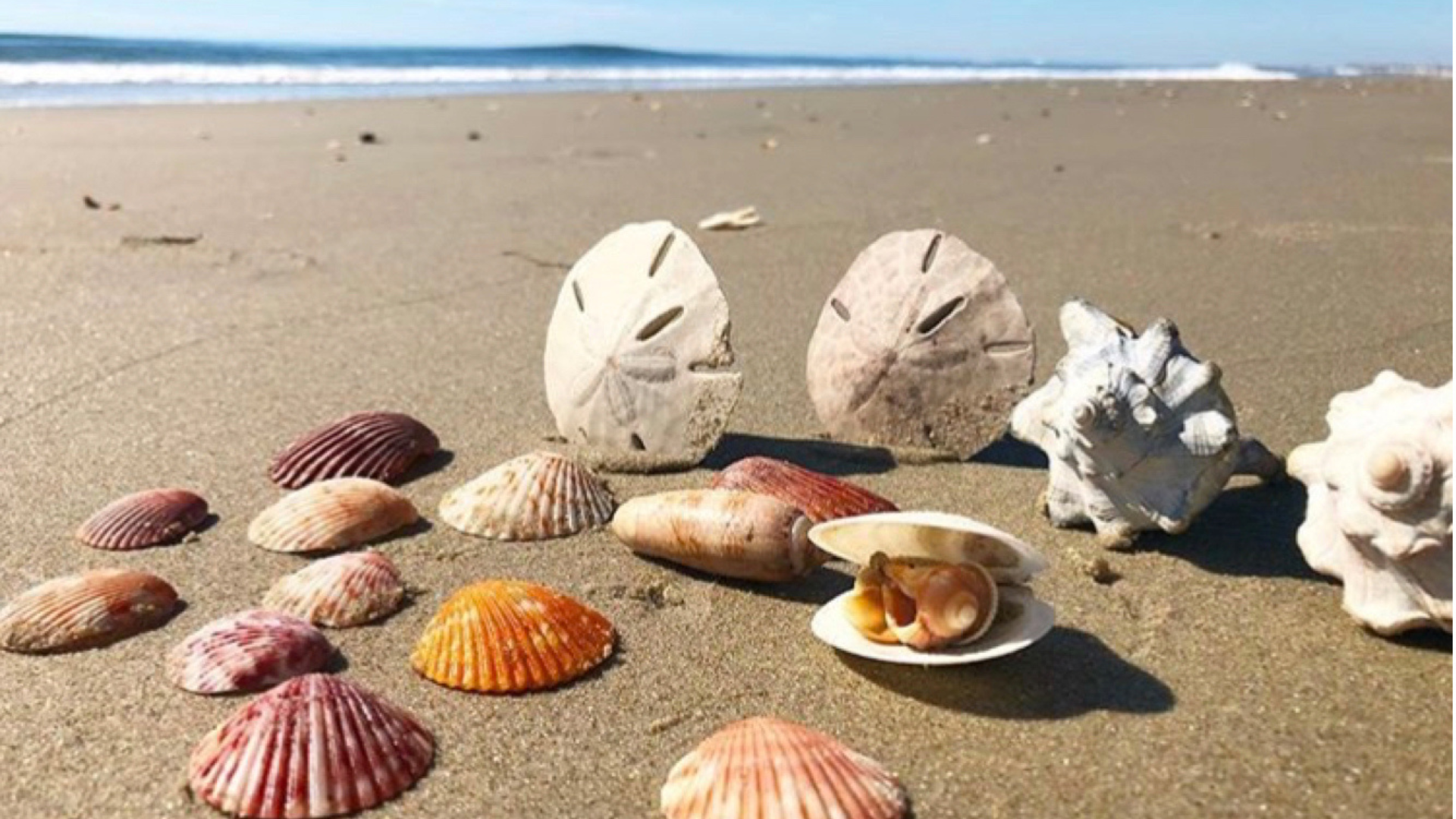 24. Hunt for Seashells at Sunrise