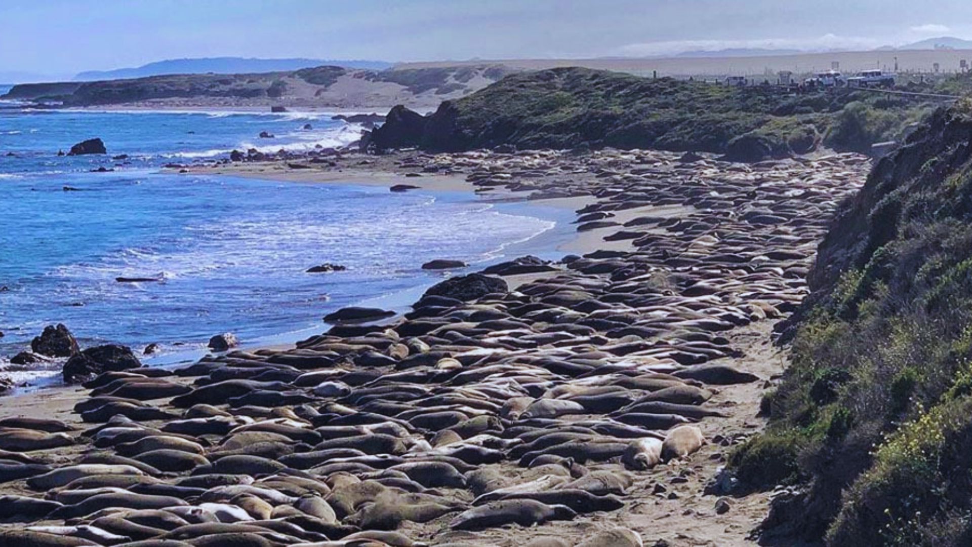 4. Piedras Blancas Elephant Seal Rookery