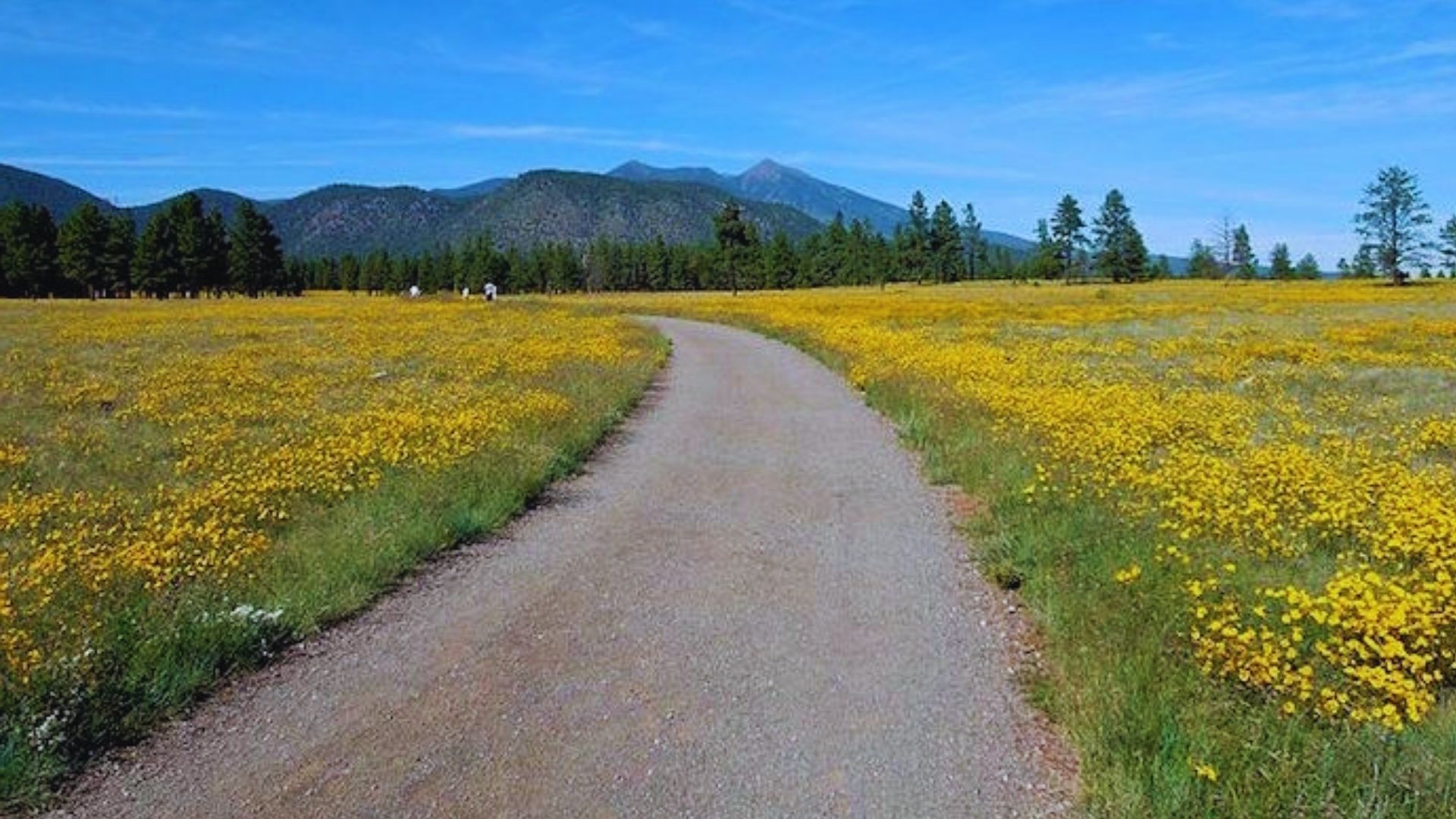 A dirt road traverses a sunny field of yellow flowers, inviting exploration through the natural beauty.