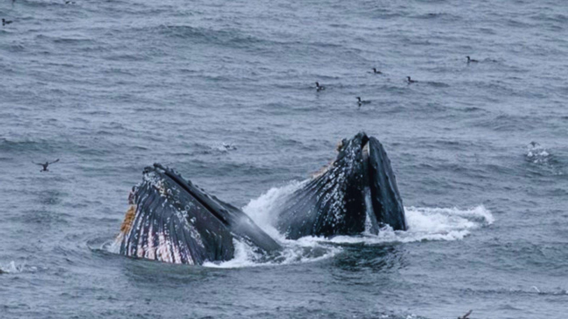 Two humpback whales swim gracefully in the ocean, showcasing their distinctive fins and tails.
